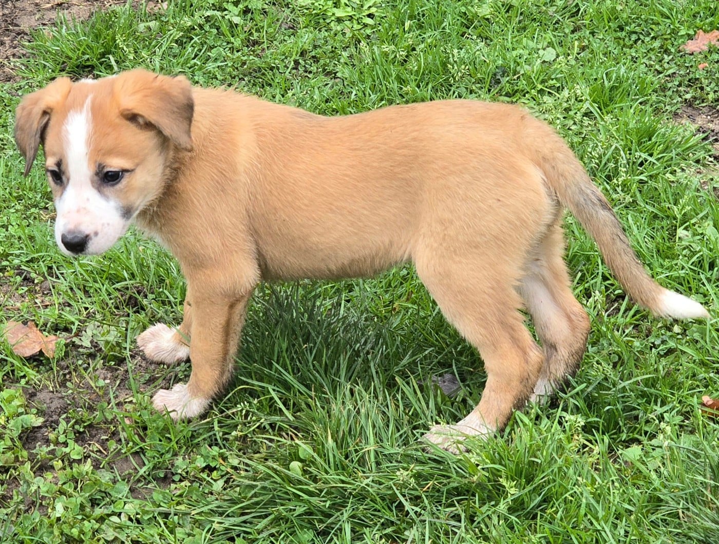 * ALIYA du Paradis des P'tits Cracks * .