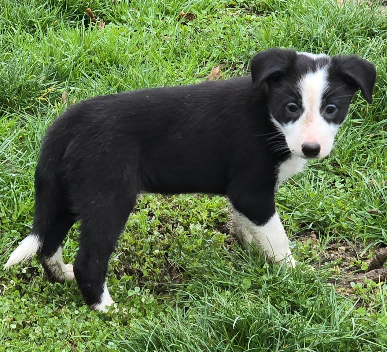 * AYKA du Paradis des P'tits Cracks *.