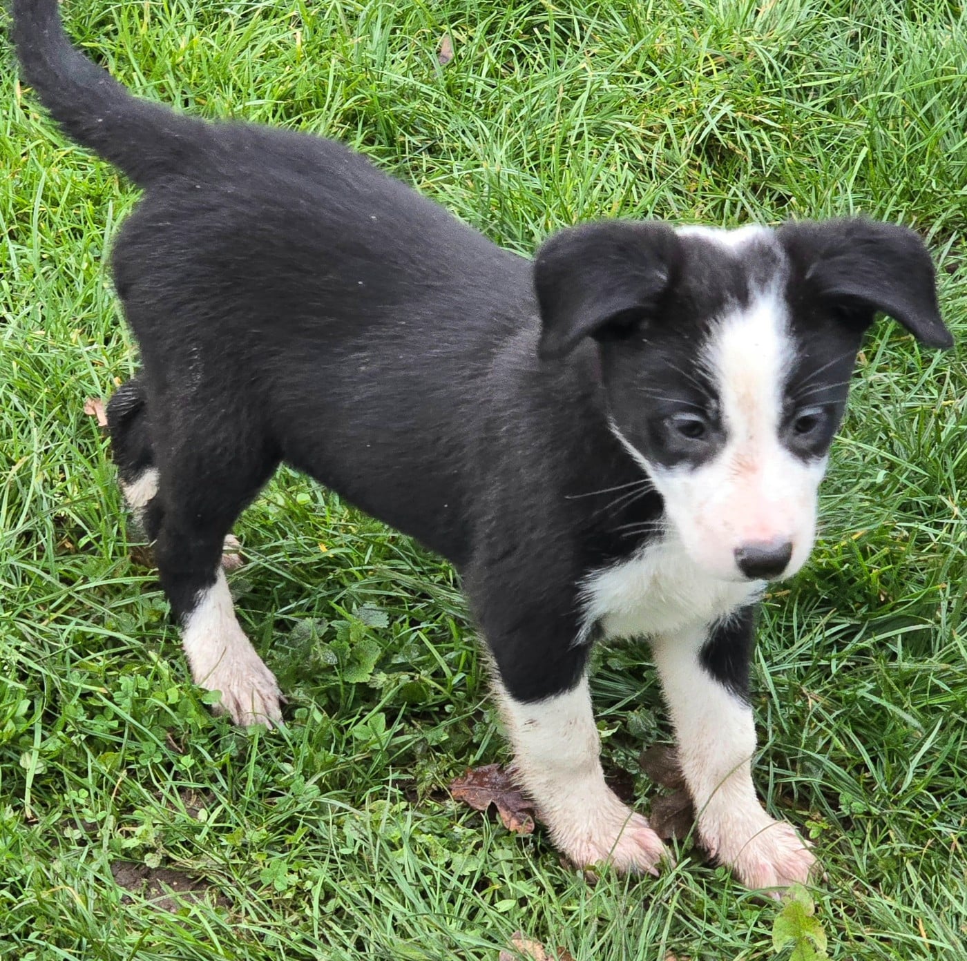 * AYKA du Paradis des P'tits Cracks *.