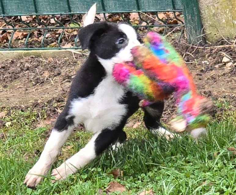 * AYKA du Paradis des P'tits Cracks *.