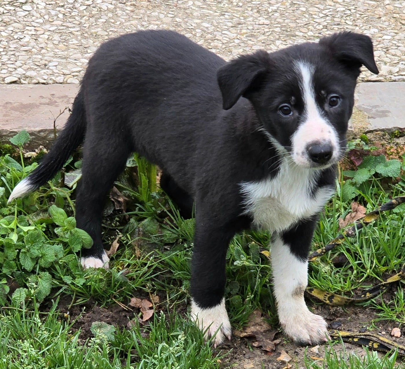 * ASTUCE du Paradis des P'tits Cracks *.