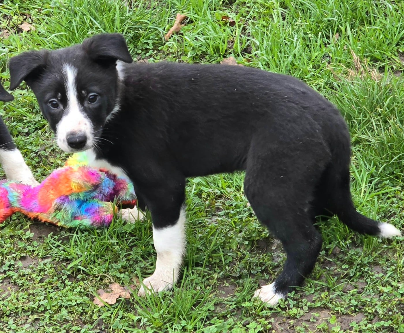 * ASTUCE du Paradis des P'tits Cracks *.