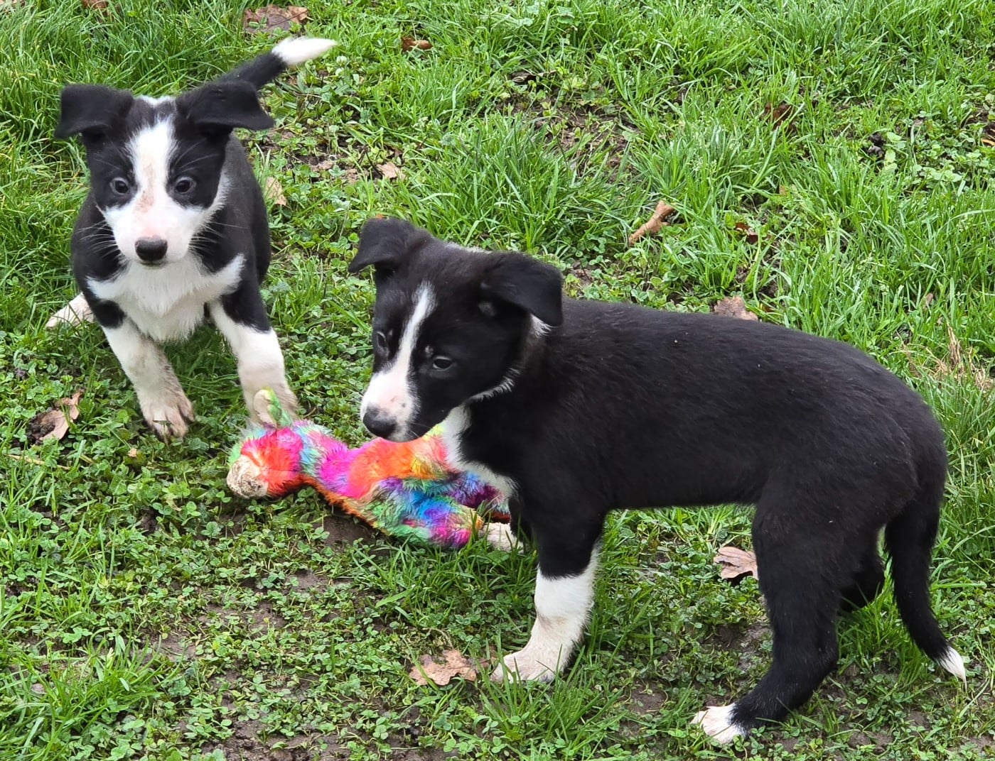 * ASTUCE du Paradis des P'tits Cracks *.