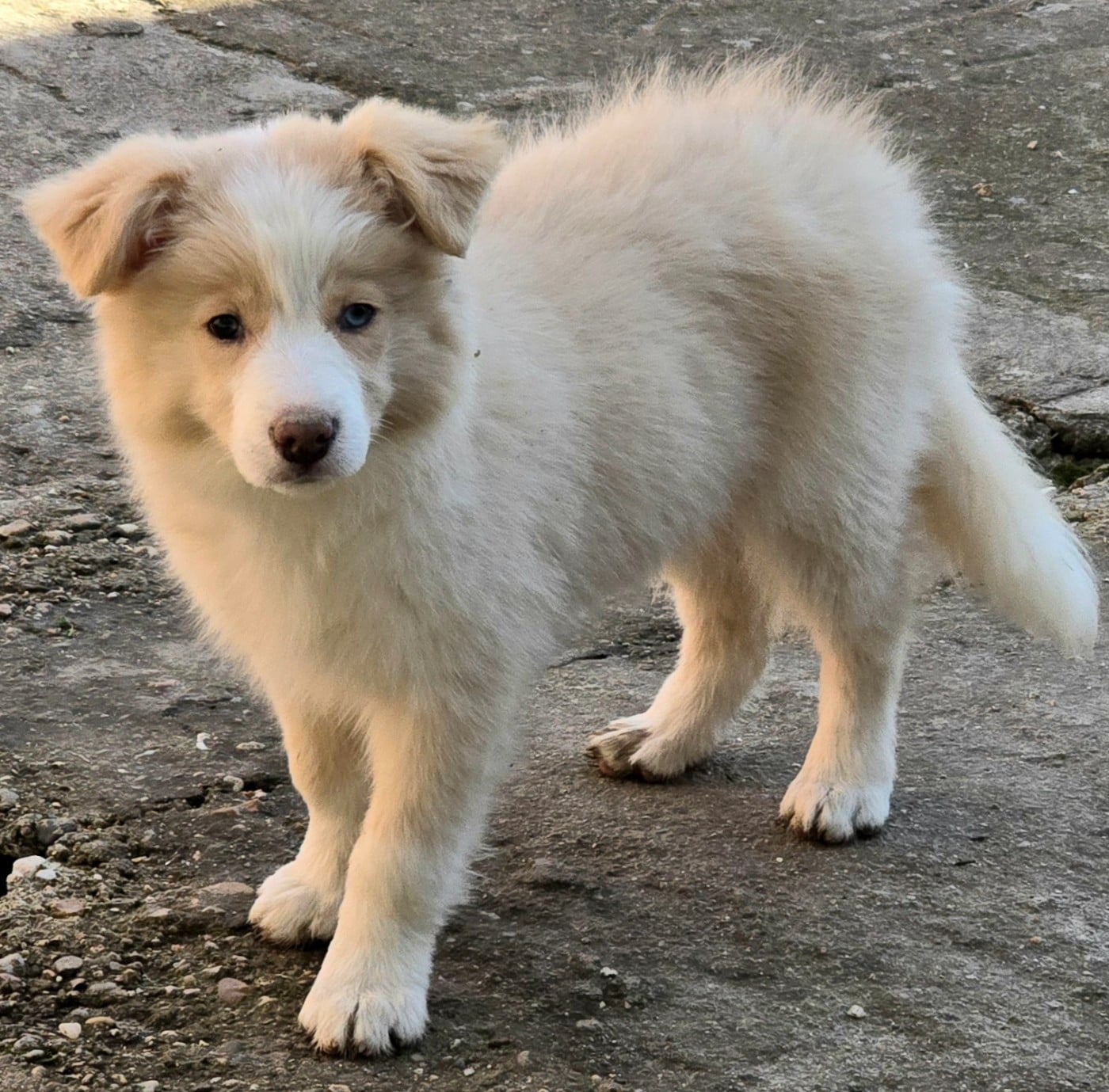 * AMATERASU du Paradis des P'tits Cracks *.