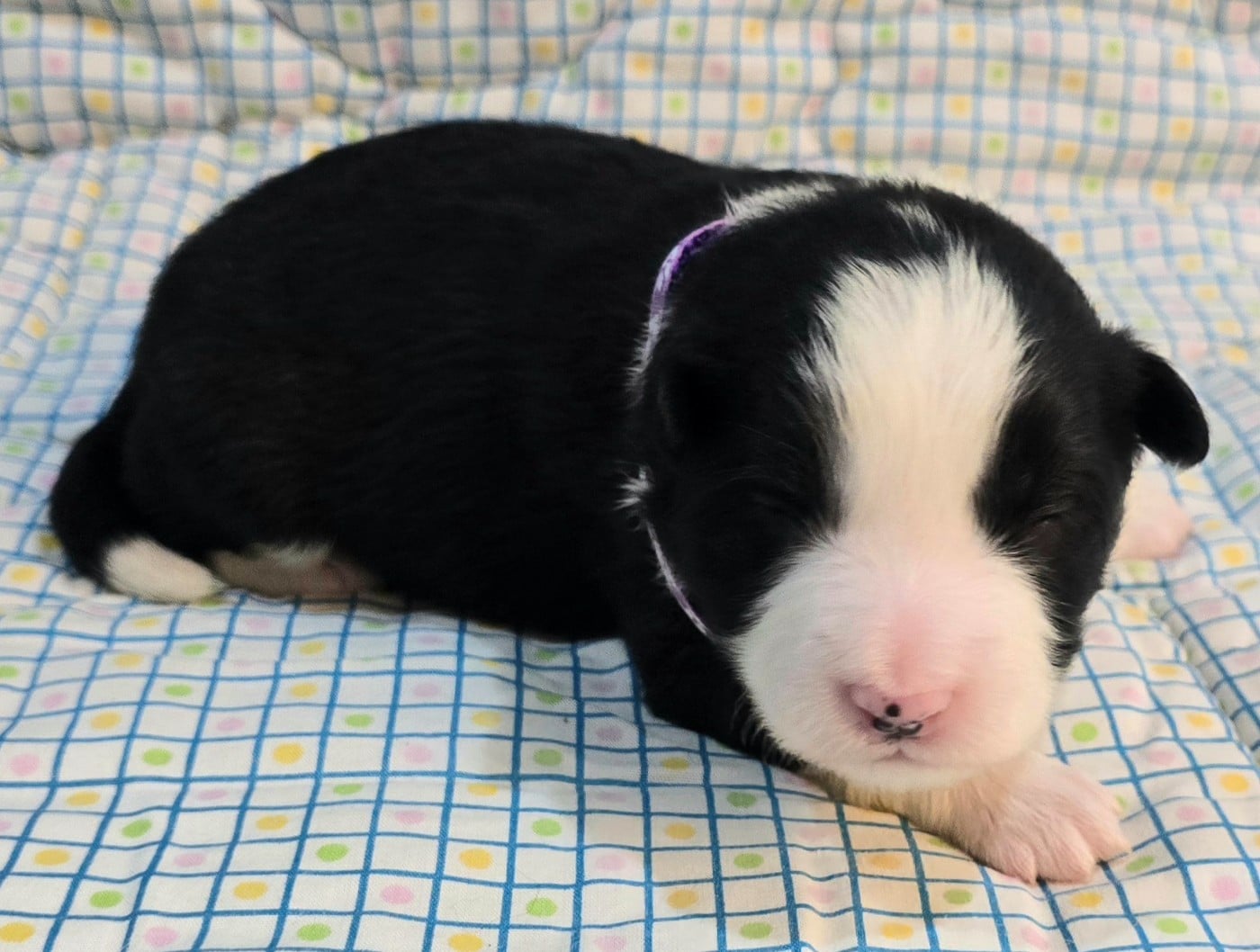 * .... du Paradis des P'tits Cracks * 1