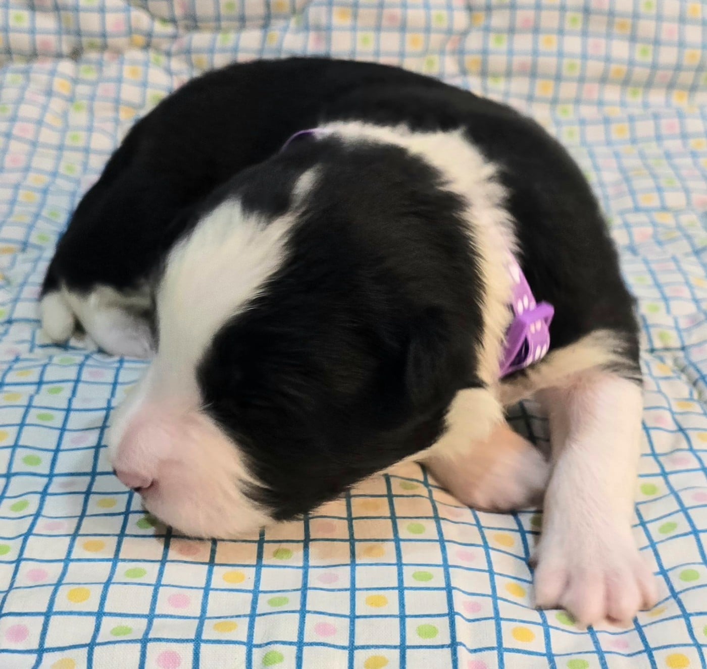 * .... du Paradis des P'tits Cracks * 1