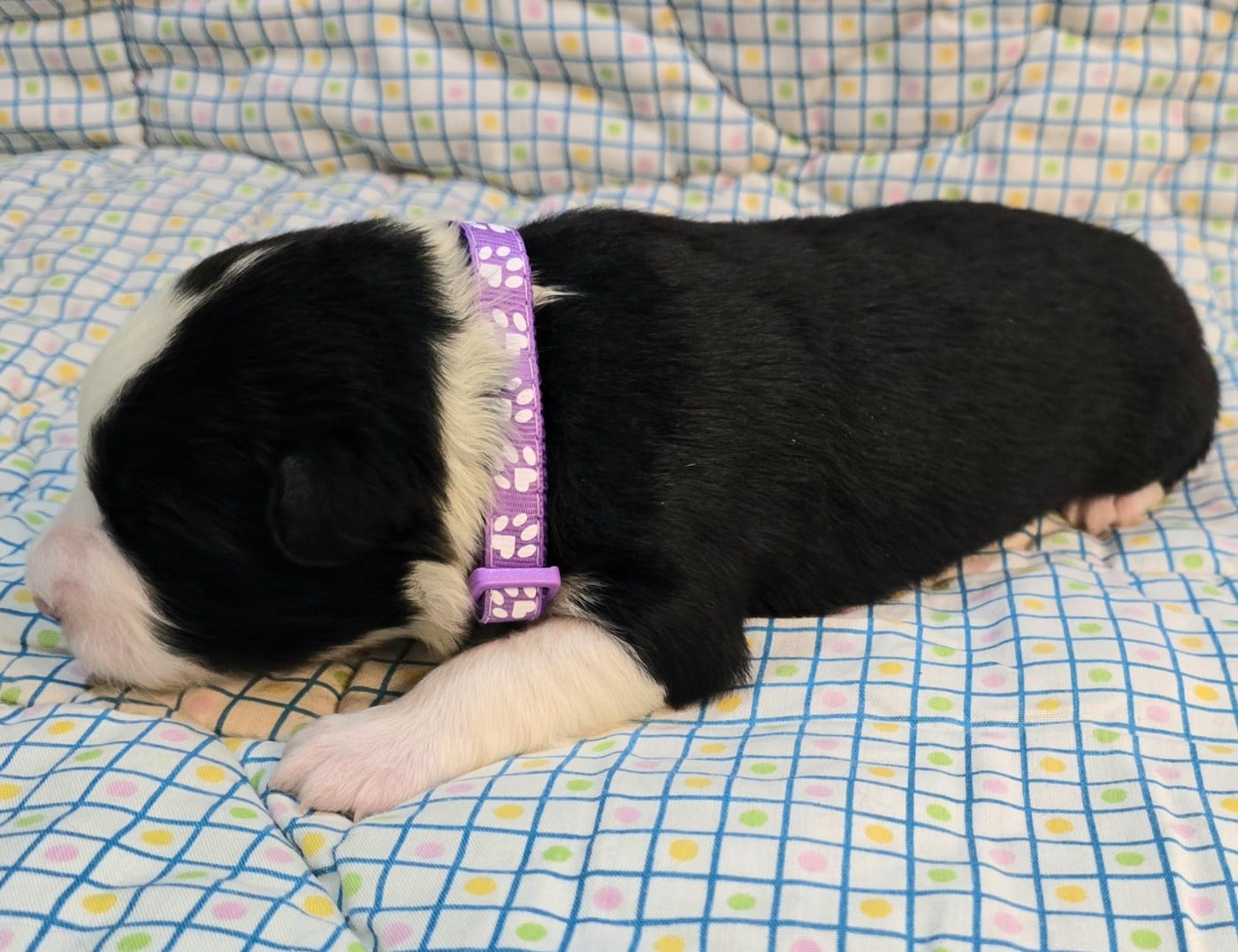 * .... du Paradis des P'tits Cracks * 1