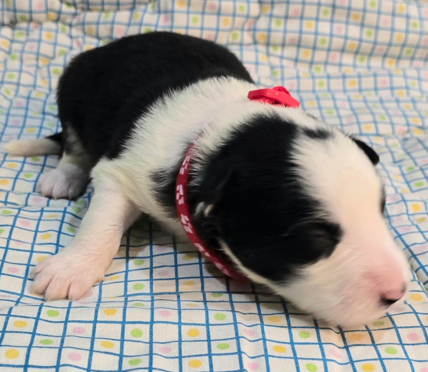 * .... du Paradis des P'tits Cracks * 2