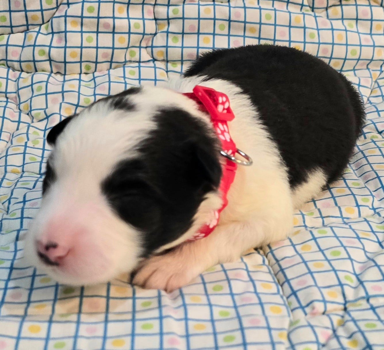 * .... du Paradis des P'tits Cracks * 2