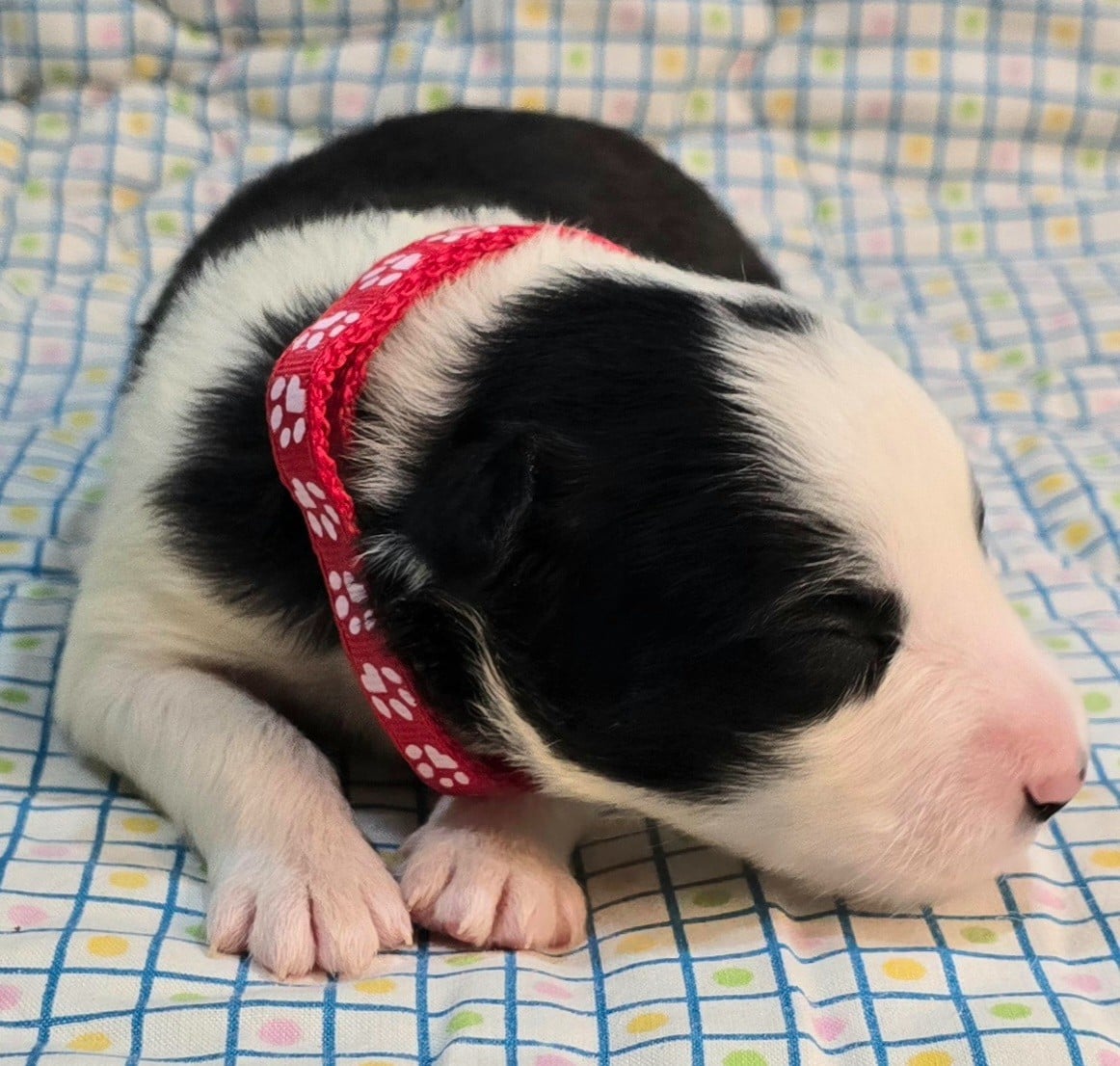 * .... du Paradis des P'tits Cracks * 2