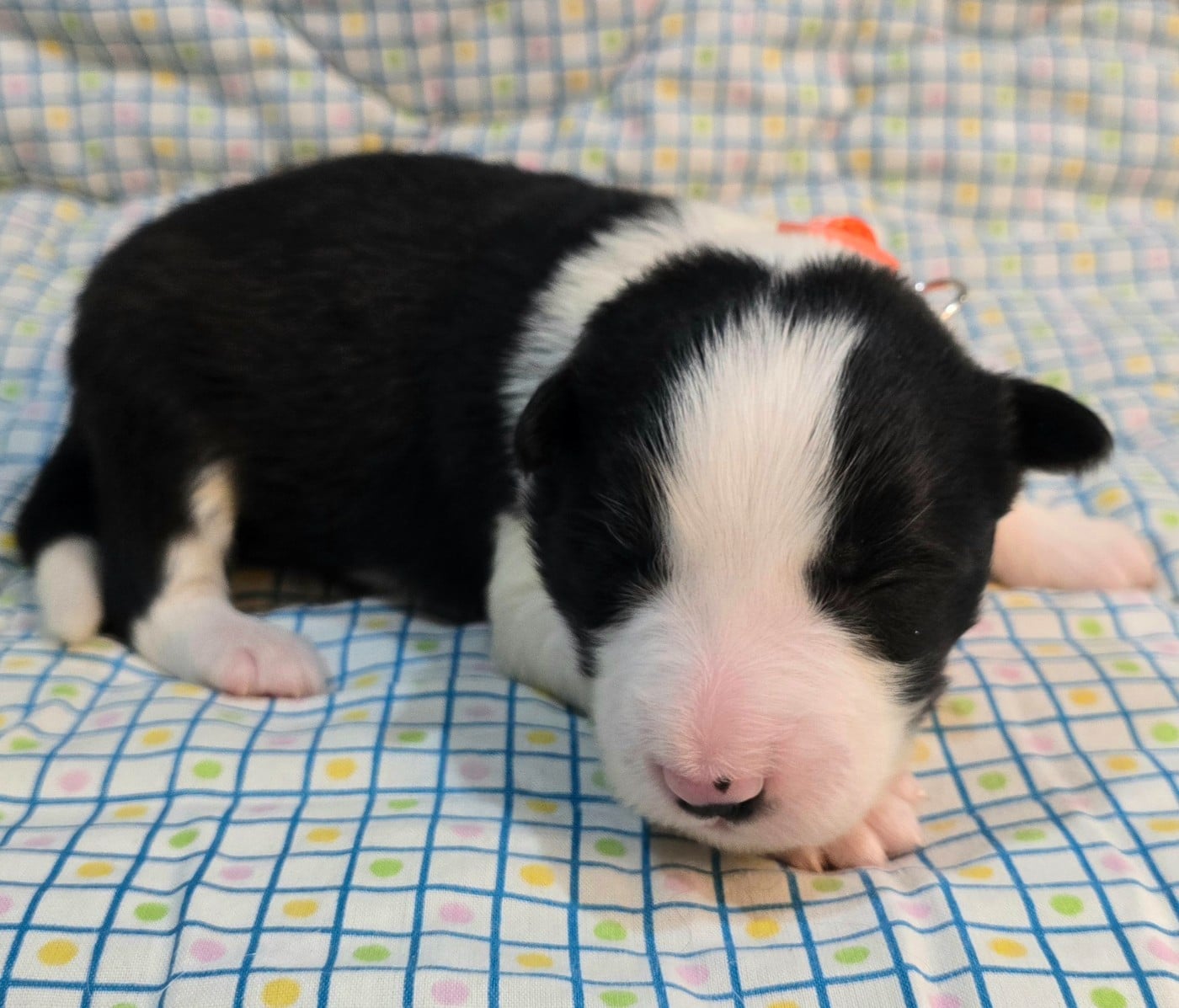 * .... du Paradis des P'tits Cracks * 3