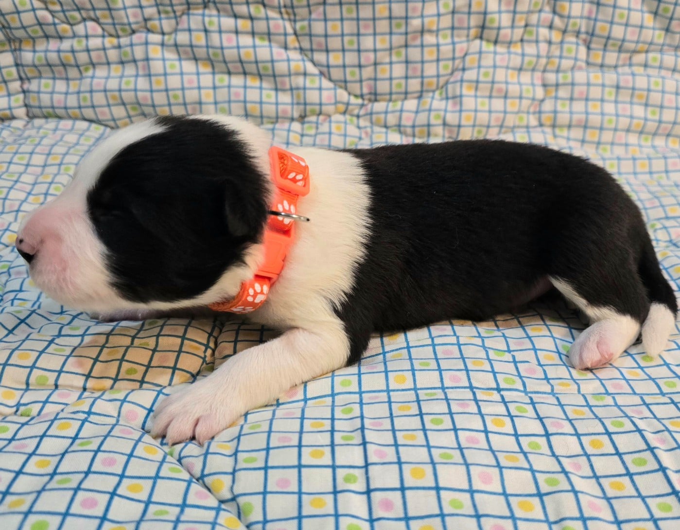 * .... du Paradis des P'tits Cracks * 3