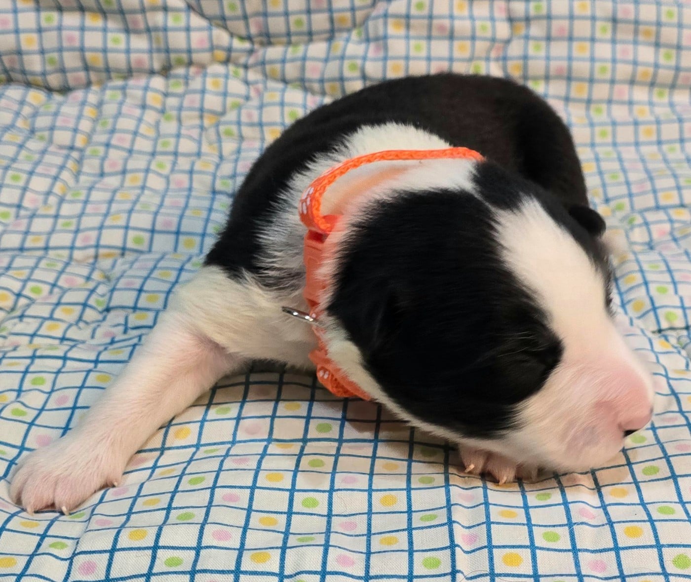 * .... du Paradis des P'tits Cracks * 3