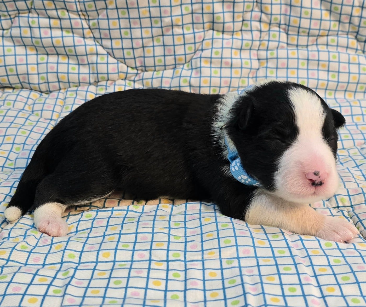 * .... du Paradis des P'tits Cracks * 4