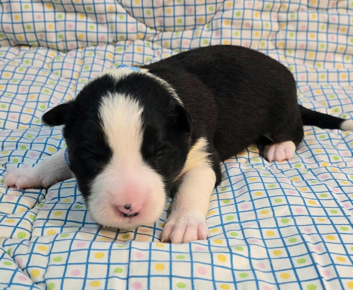 * .... du Paradis des P'tits Cracks * 4