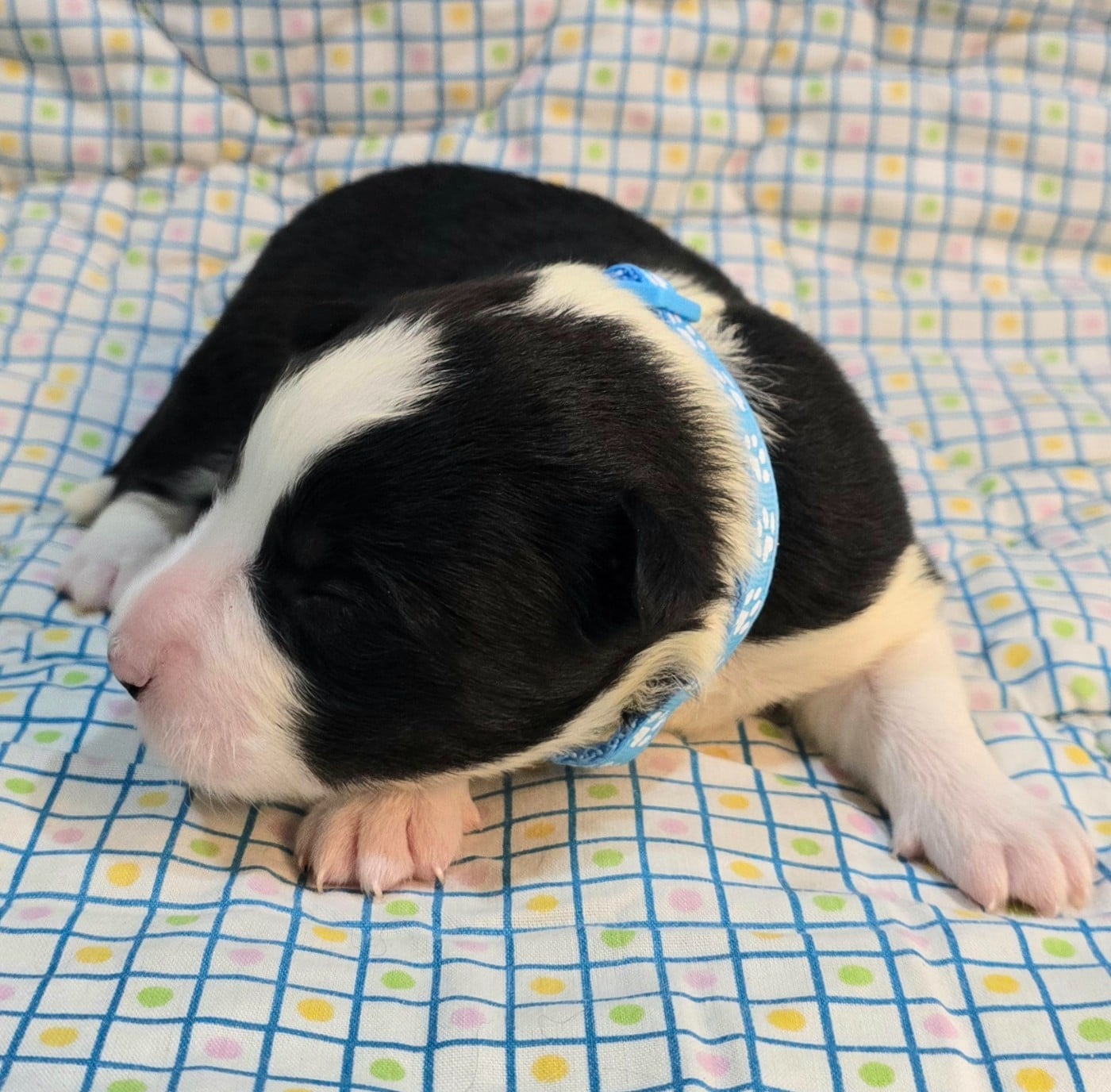 * .... du Paradis des P'tits Cracks * 4