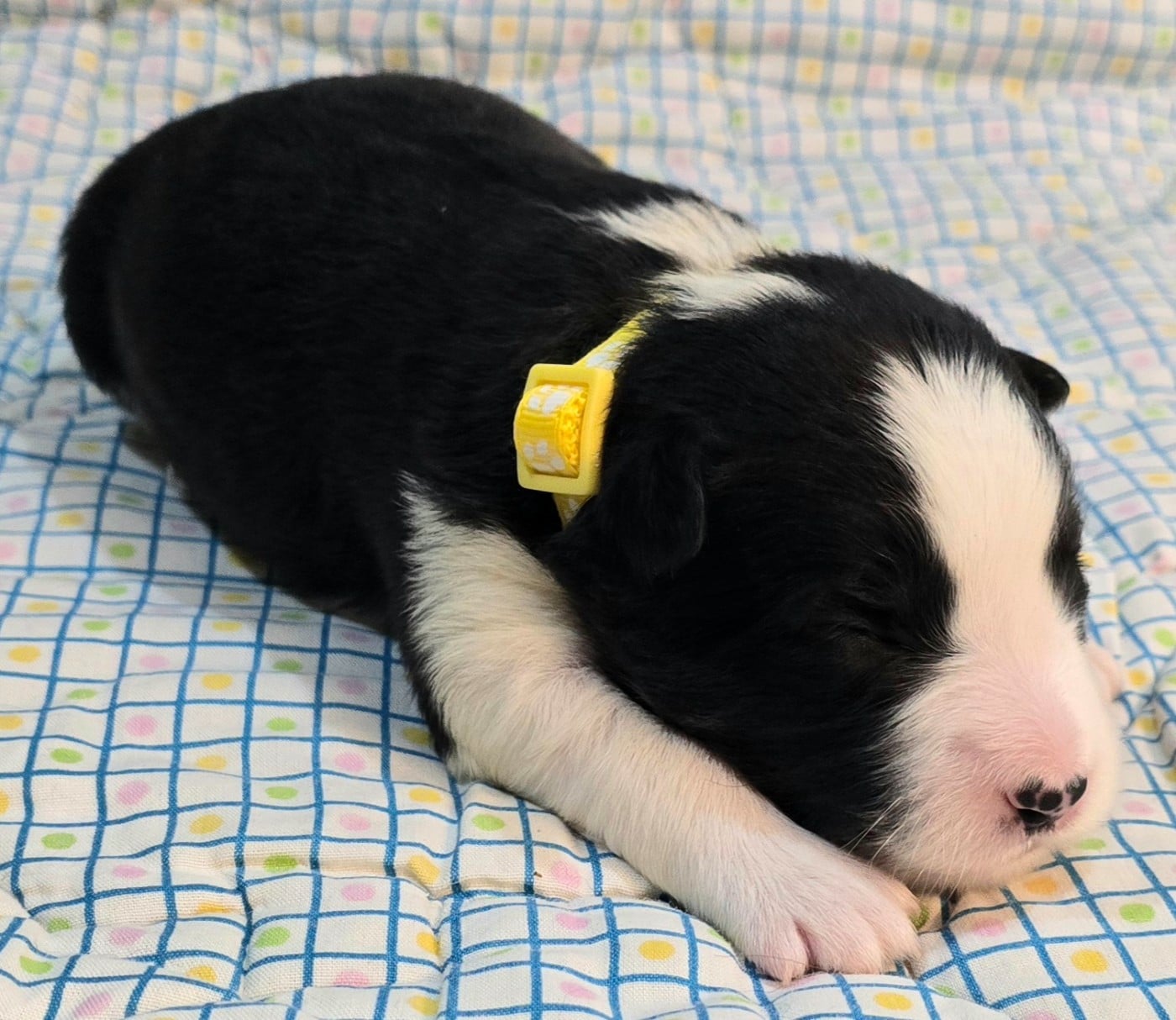 * .... du Paradis des P'tits Cracks * 5