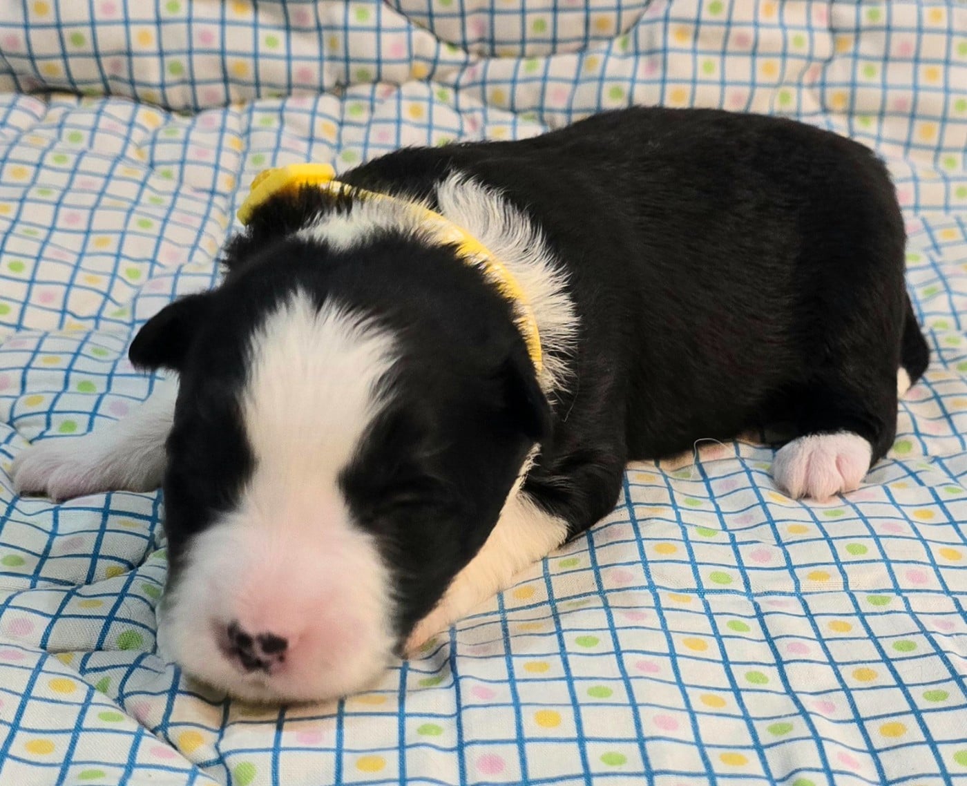 * .... du Paradis des P'tits Cracks * 5