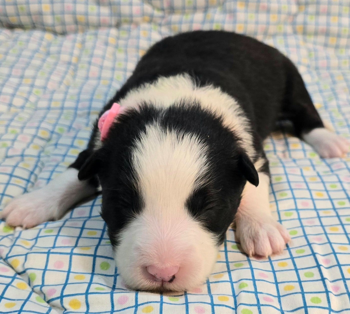 * .... du Paradis des P'tits Cracks * 6