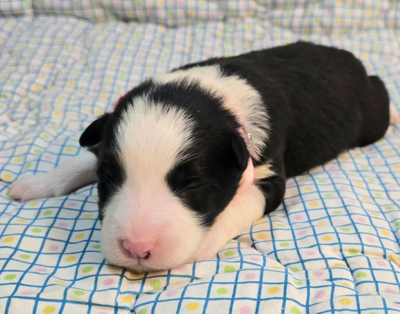 * .... du Paradis des P'tits Cracks * 6