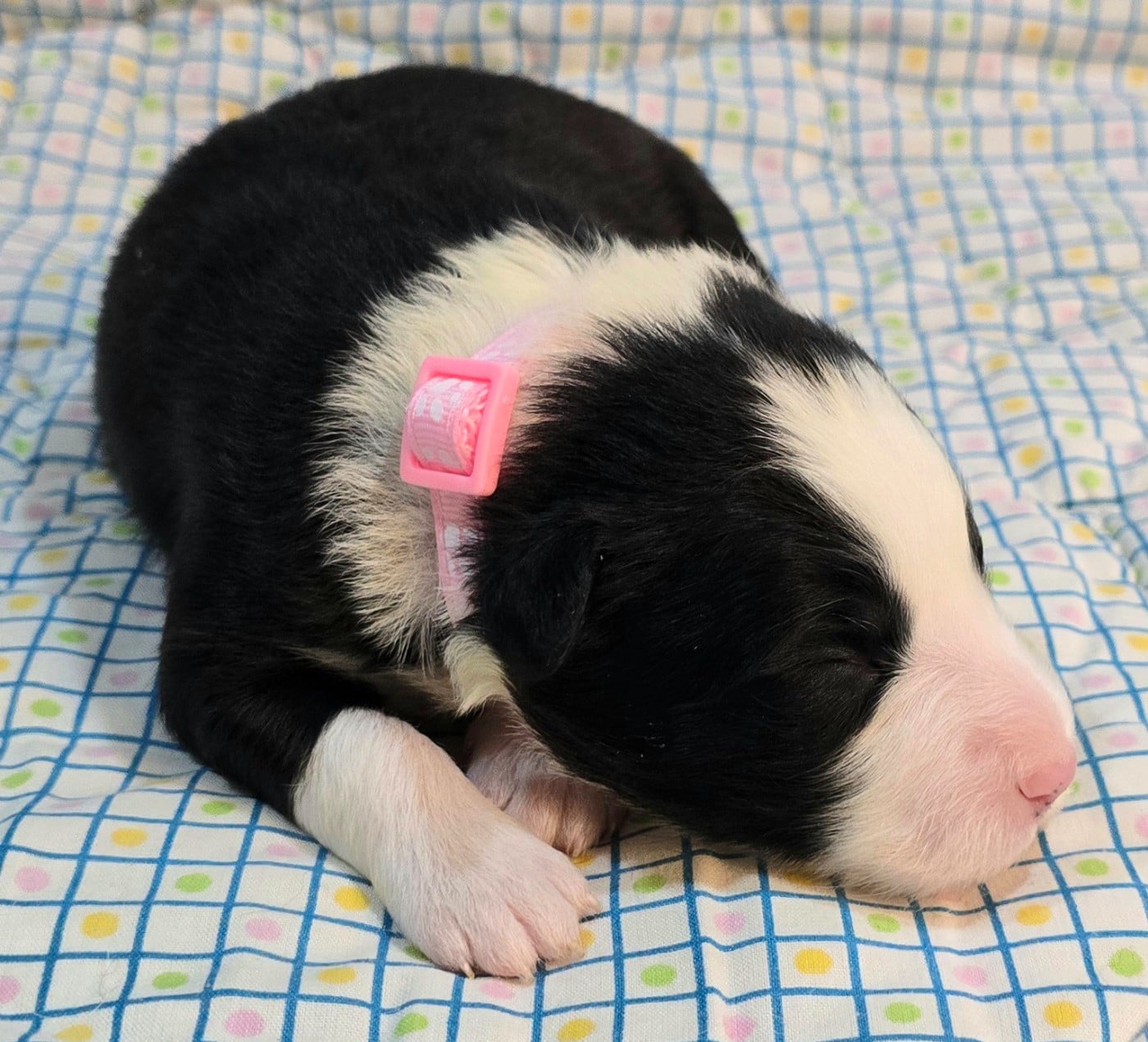 * .... du Paradis des P'tits Cracks * 6