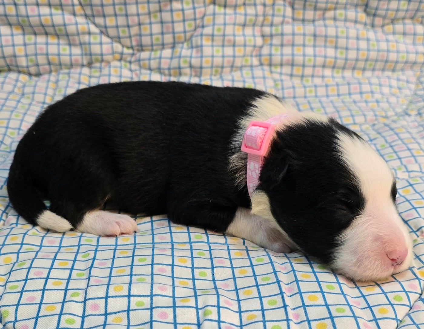 * .... du Paradis des P'tits Cracks * 6