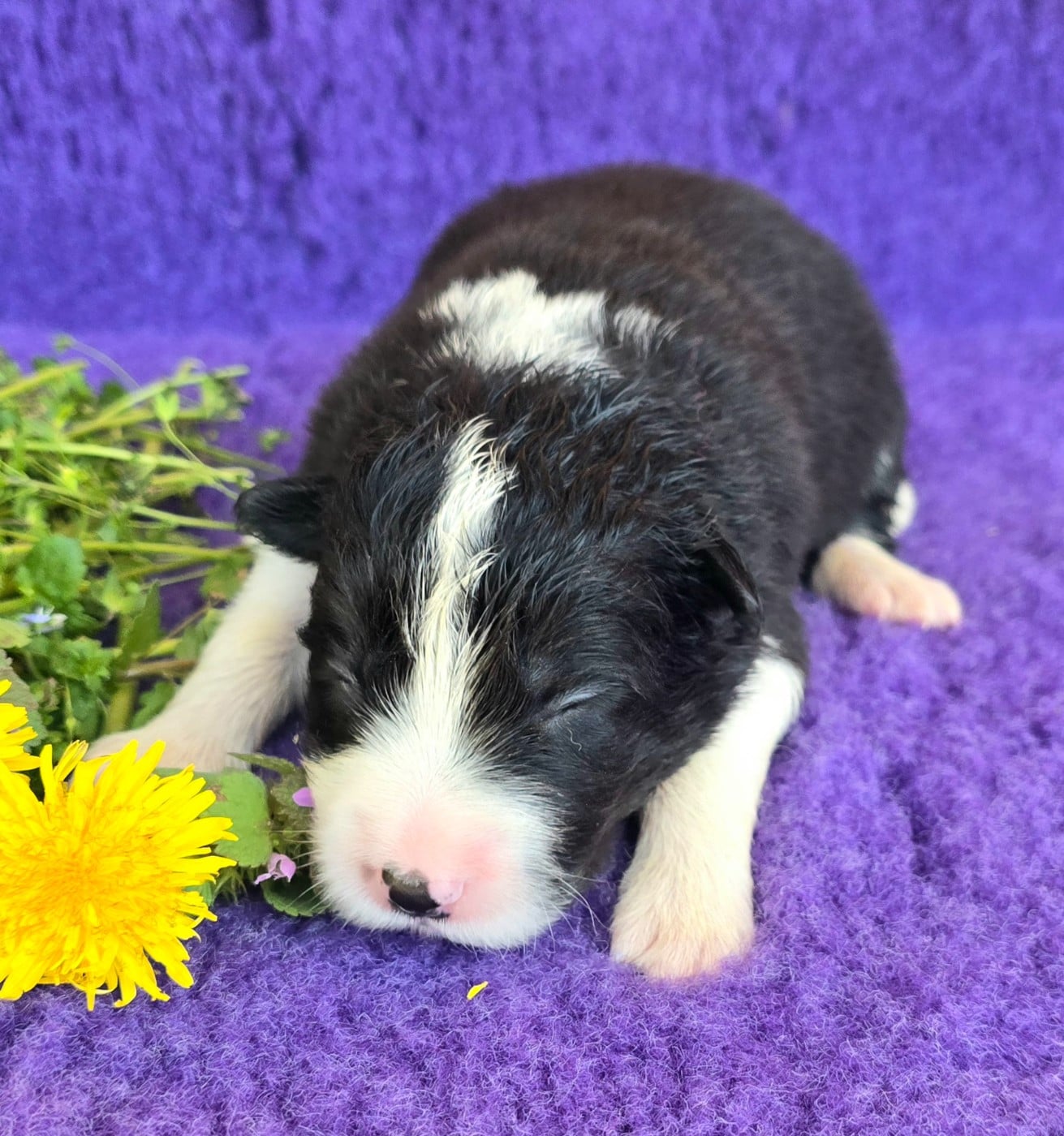 Border Collie - du Paradis des P'tits Cracks