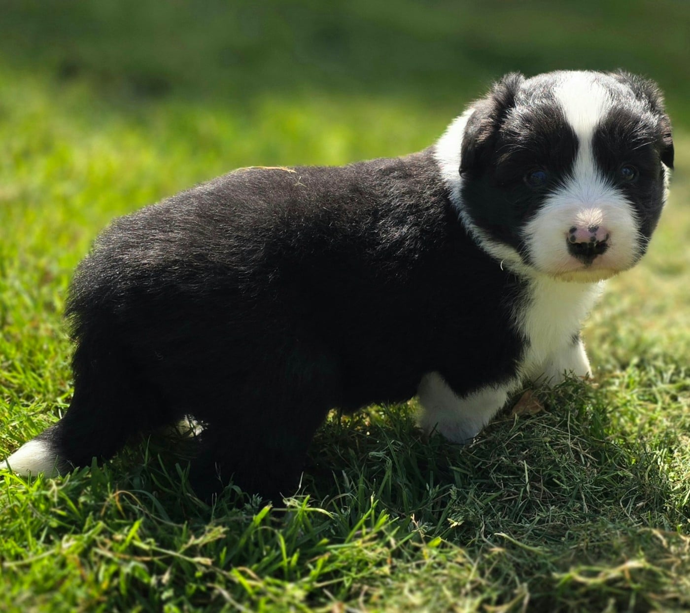Border Collie - du Paradis des P'tits Cracks