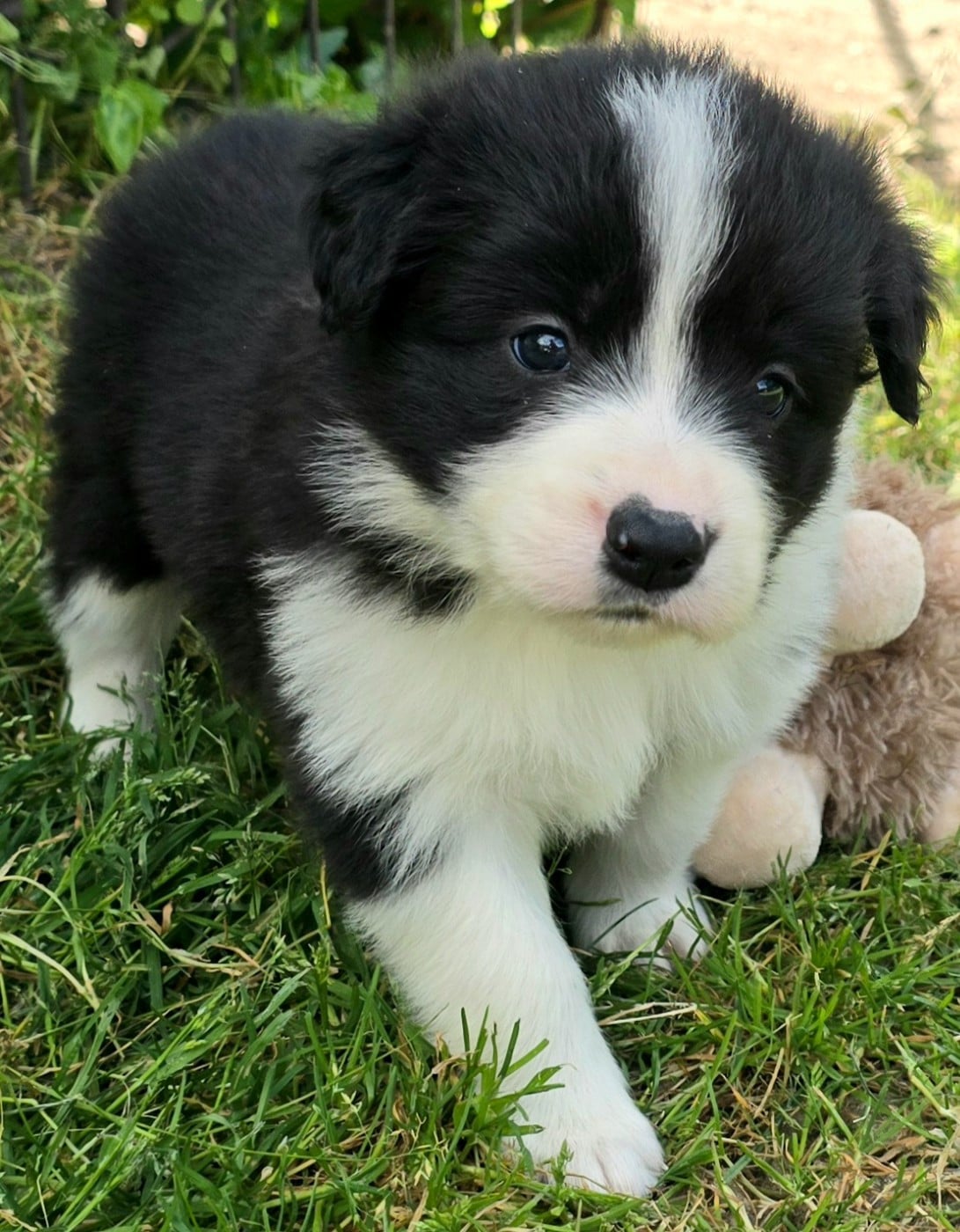 Border Collie - du Paradis des P'tits Cracks