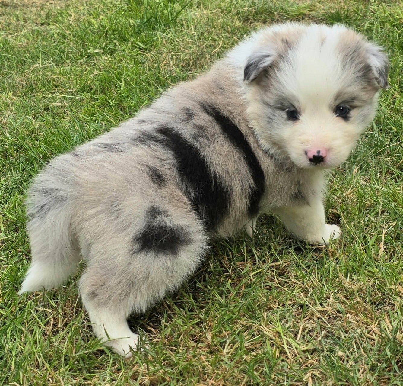 Border Collie - du Paradis des P'tits Cracks