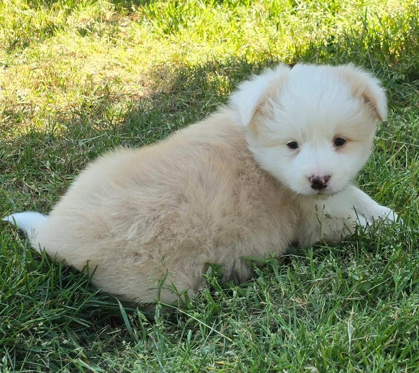 Border Collie - du Paradis des P'tits Cracks