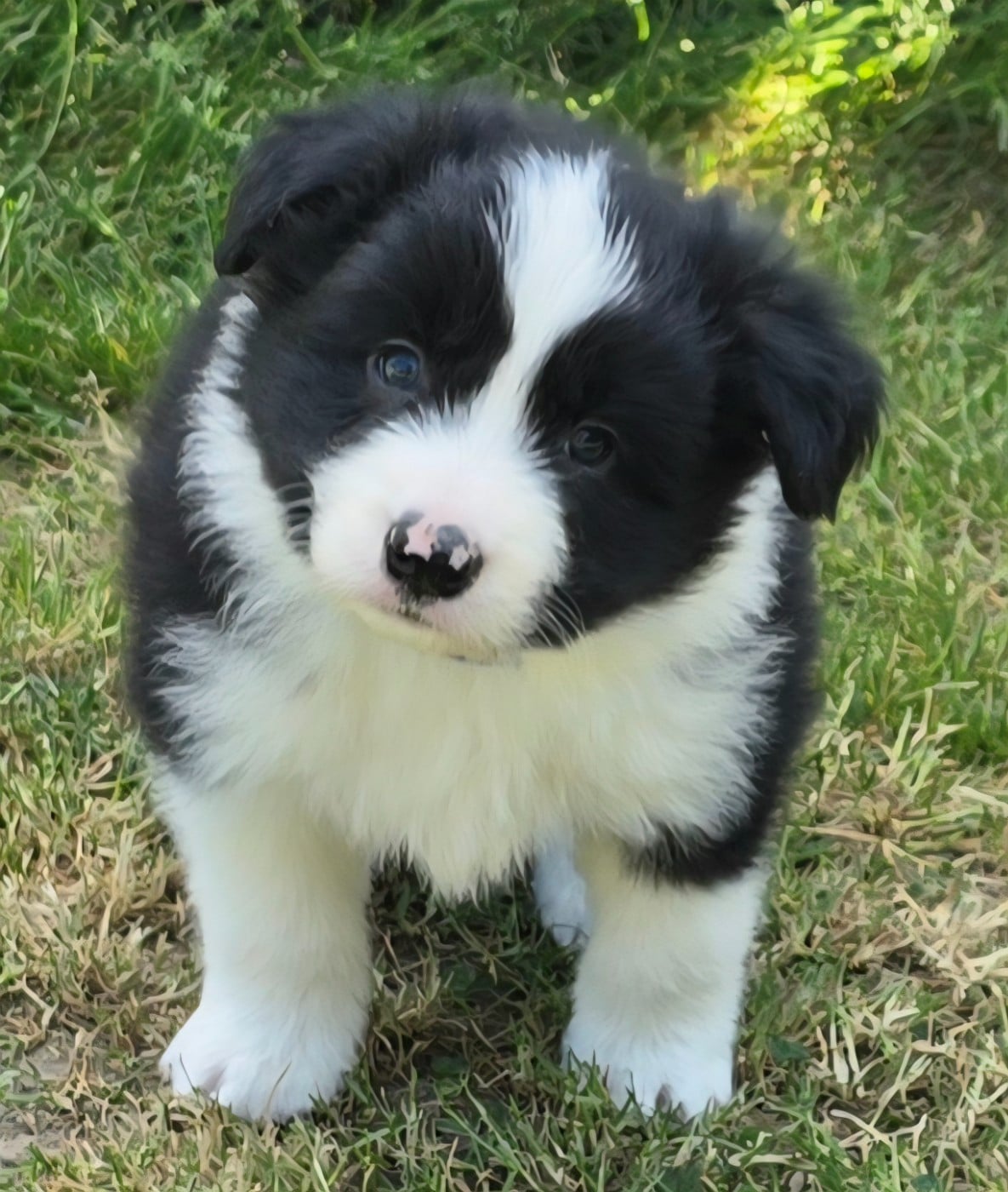 Border Collie - du Paradis des P'tits Cracks