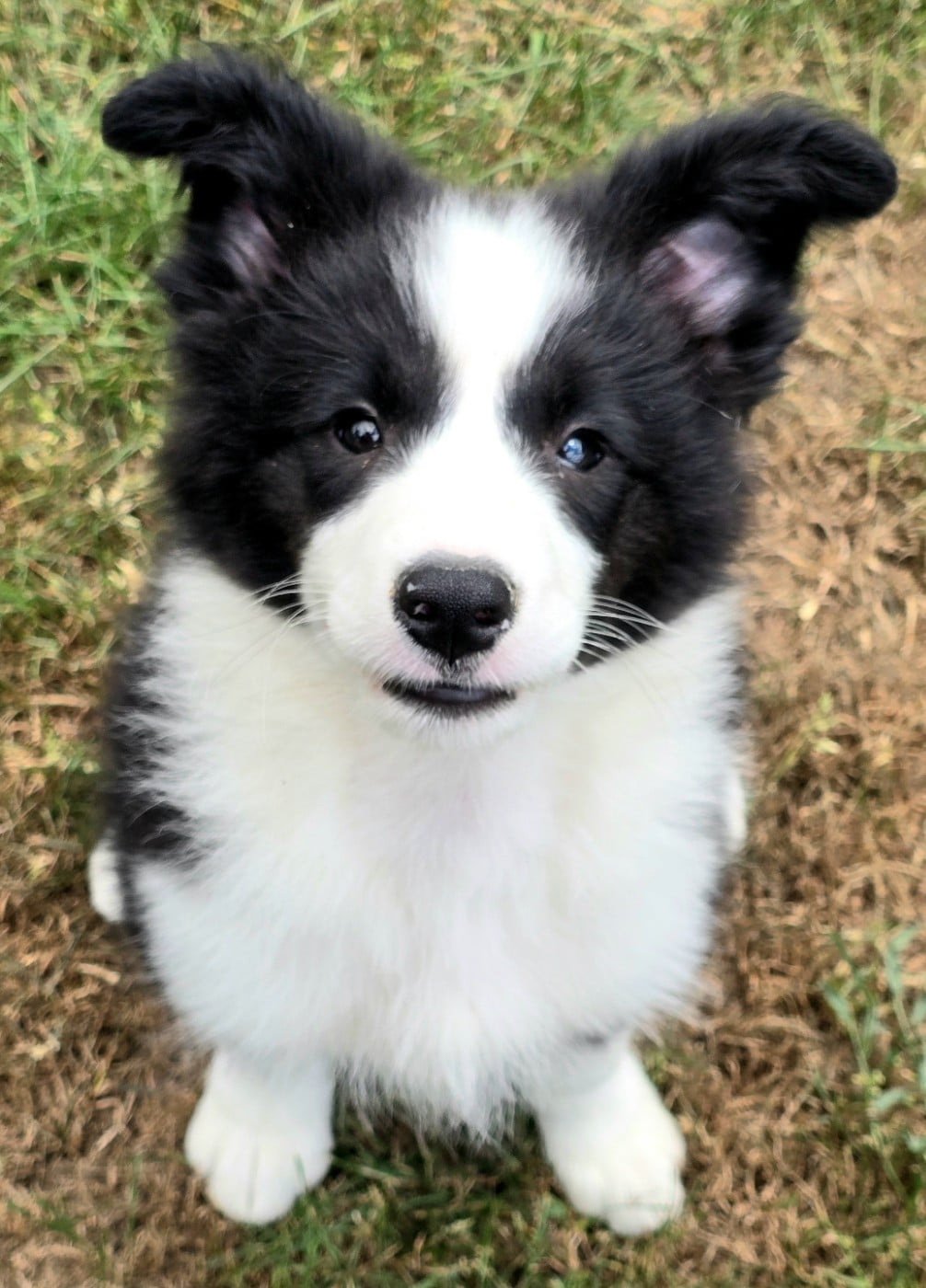 Border Collie - du Paradis des P'tits Cracks
