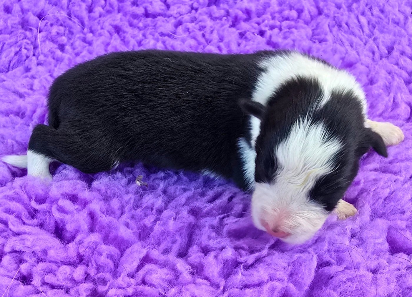 - CHIOT 1 FEMELLE NOIRE ET BLANCHE .