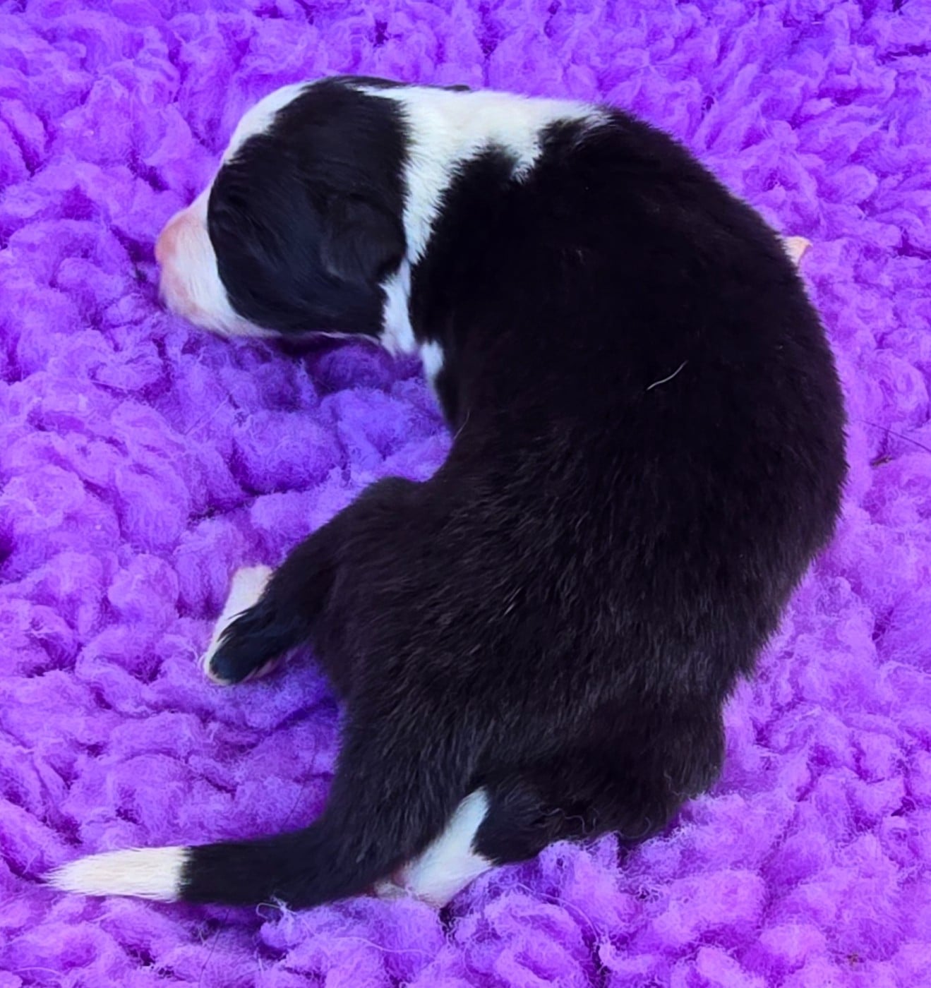- CHIOT 1 FEMELLE NOIRE ET BLANCHE .