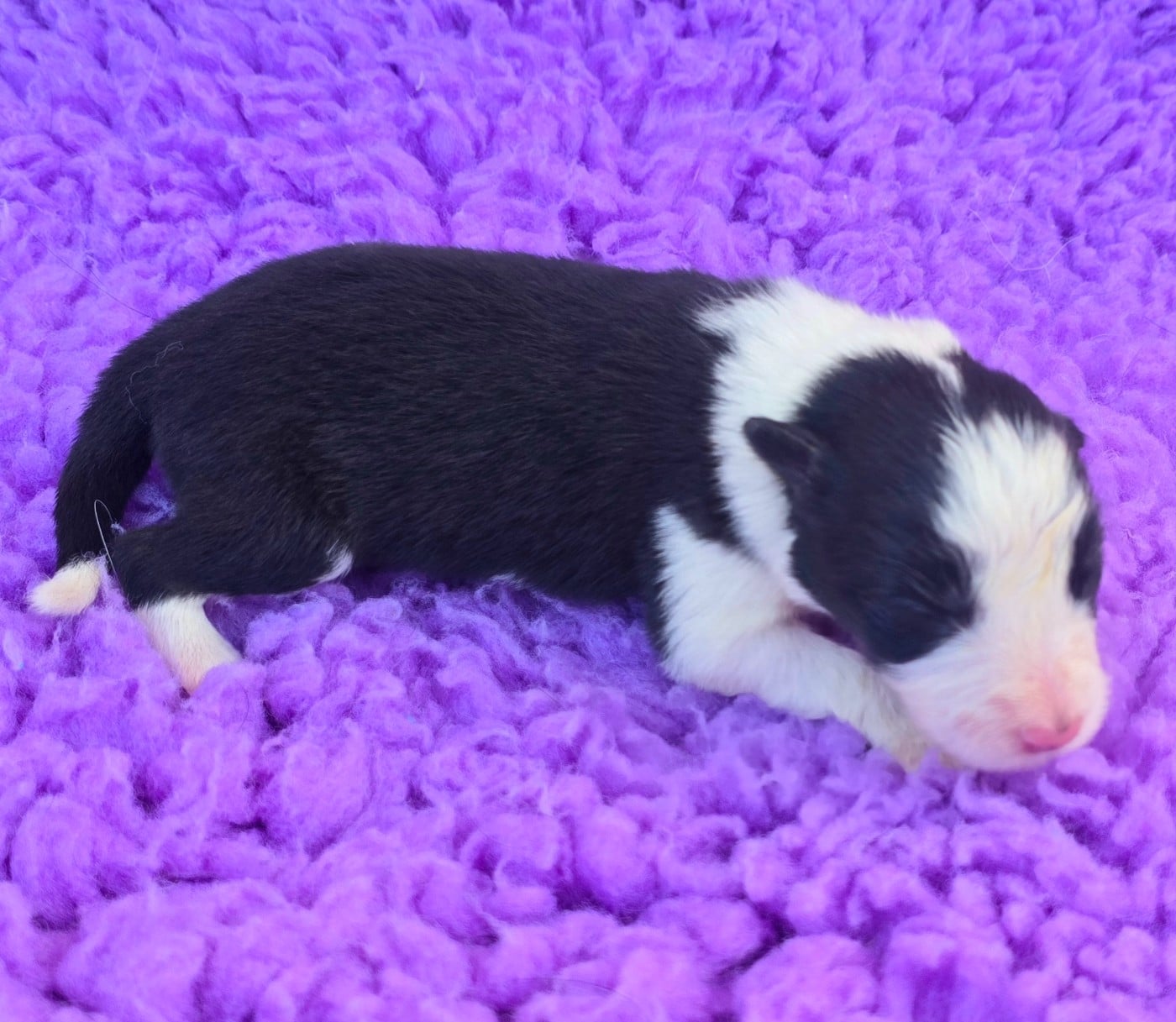 - CHIOT 1 FEMELLE NOIRE ET BLANCHE .