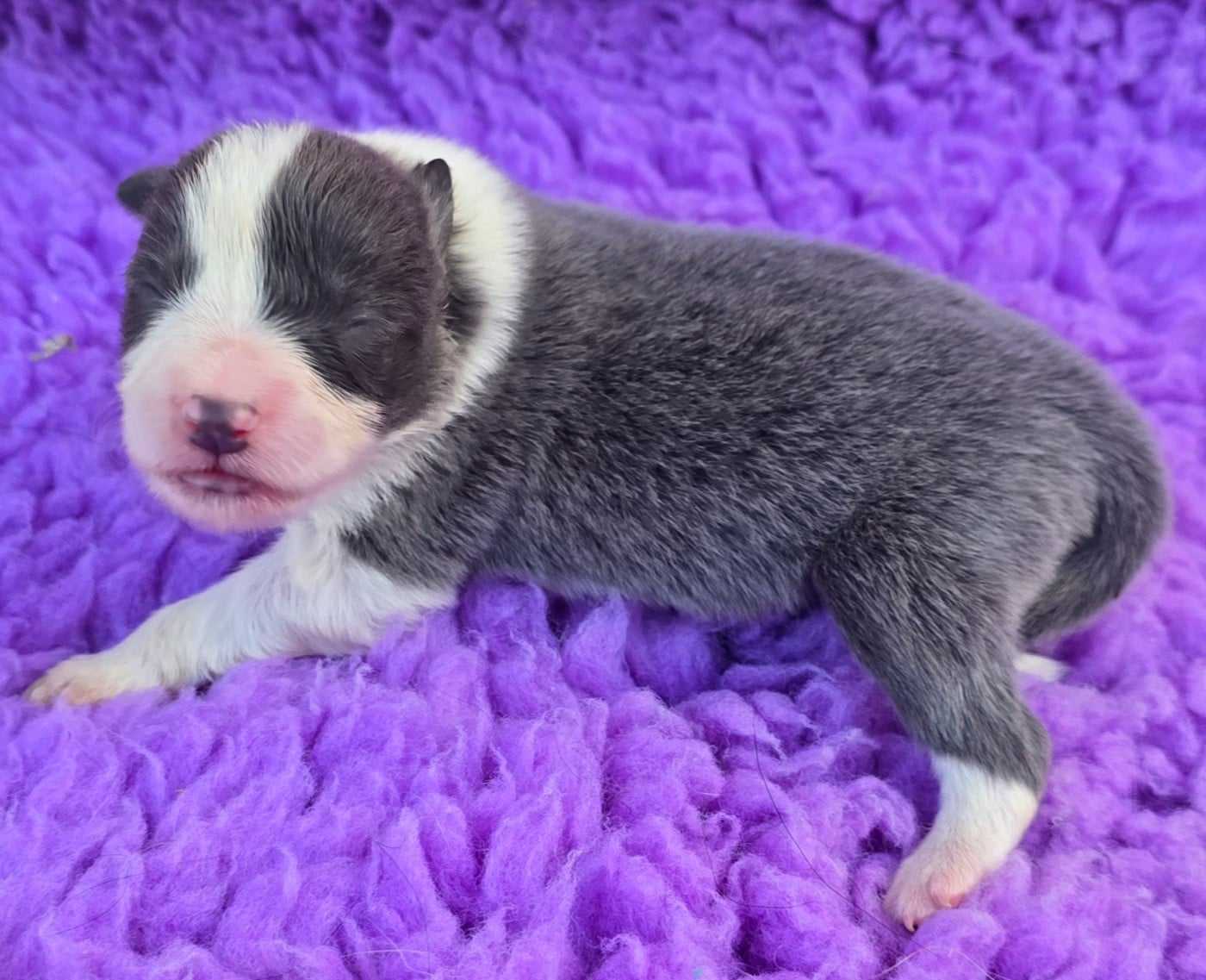 - CHIOT 2 FEMELLE BLEUE ET BLANCHE .