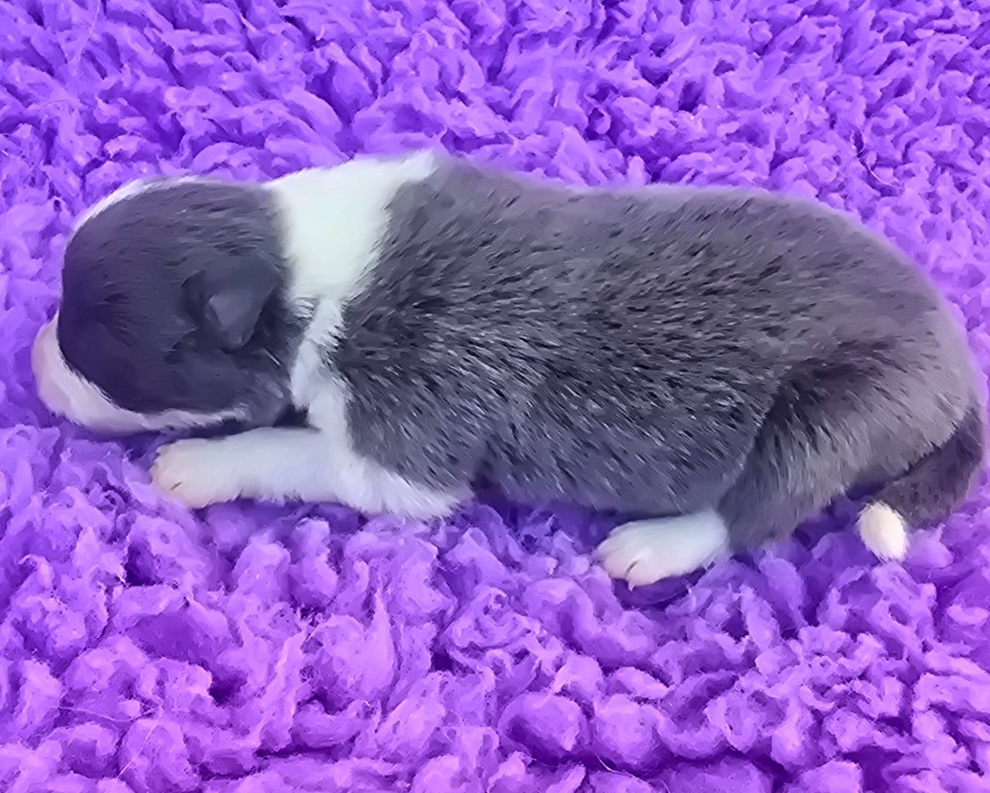 - CHIOT 2 FEMELLE BLEUE ET BLANCHE .