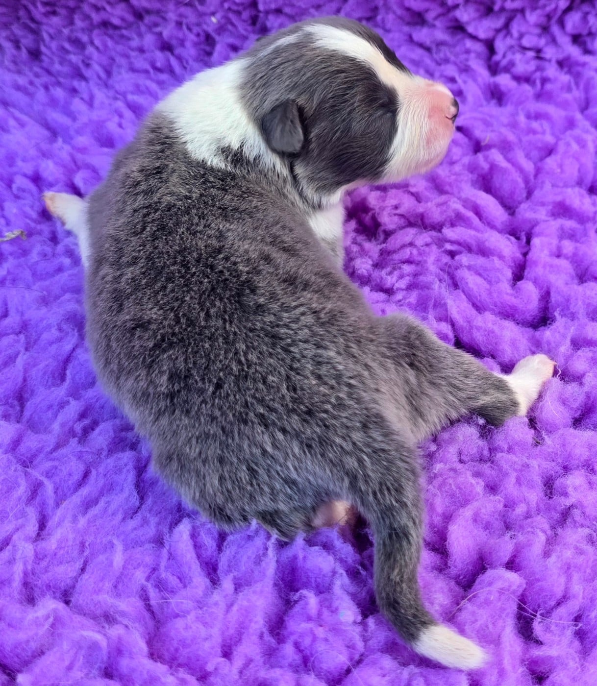 - CHIOT 2 FEMELLE BLEUE ET BLANCHE .