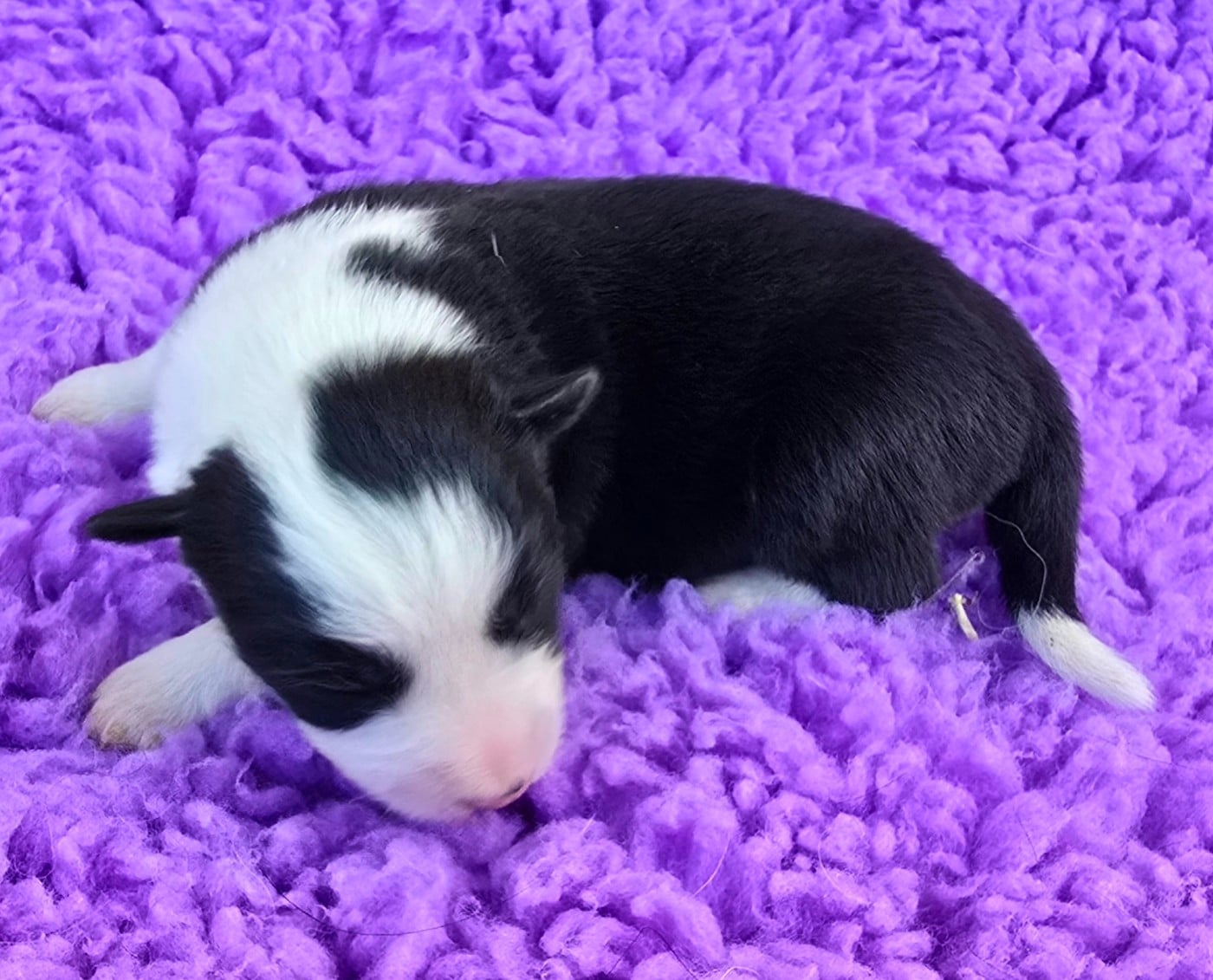 - CHIOT 3 FEMELLE NOIRE ET BLANCHE.