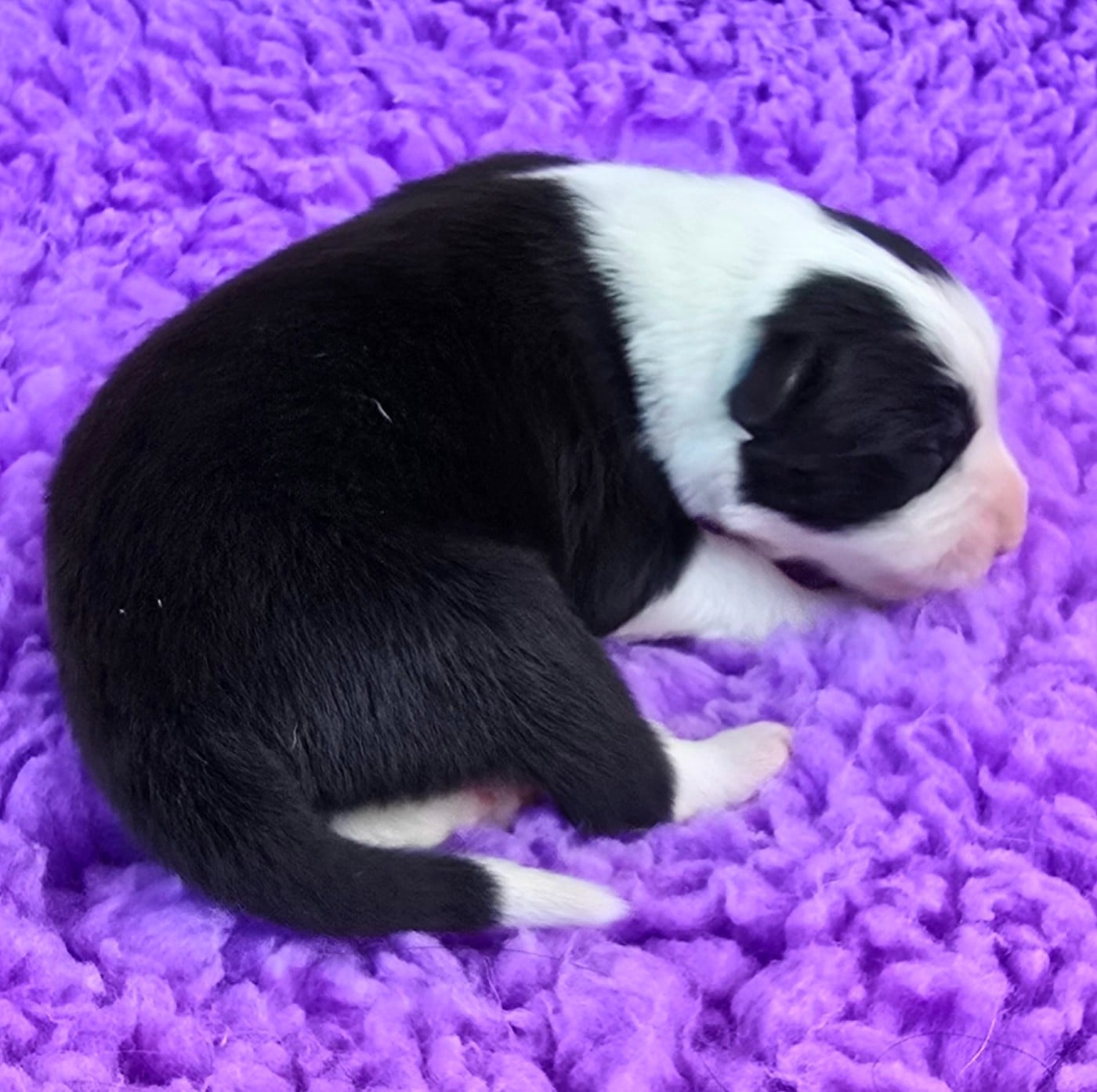 - CHIOT 3 FEMELLE NOIRE ET BLANCHE.