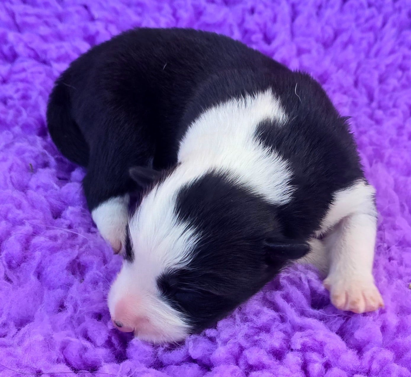 - CHIOT 3 FEMELLE NOIRE ET BLANCHE.