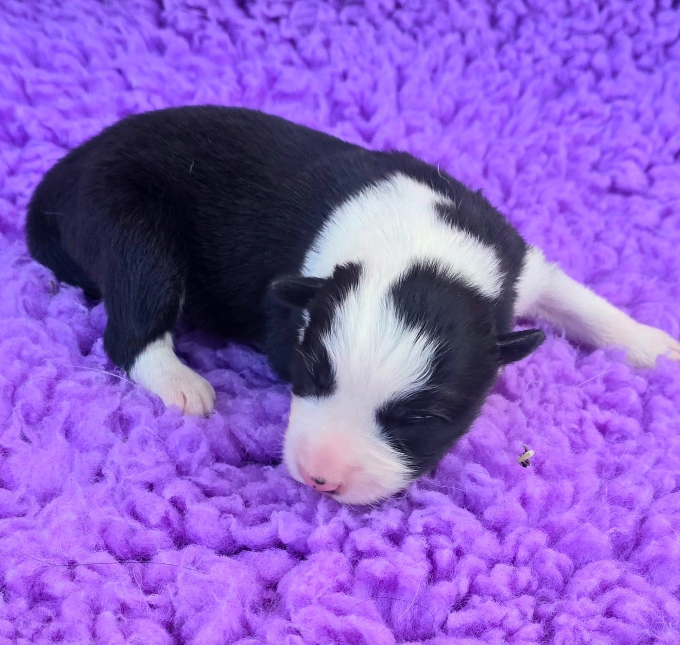 - CHIOT 3 FEMELLE NOIRE ET BLANCHE.