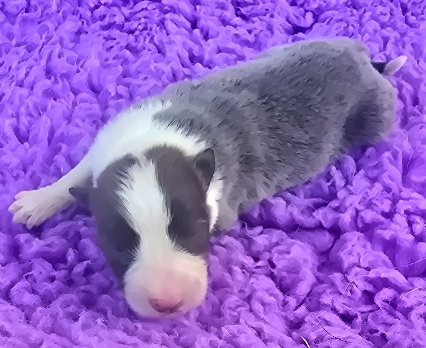 - CHIOT 5 FEMELLE BLEUE ET BLANCHE.