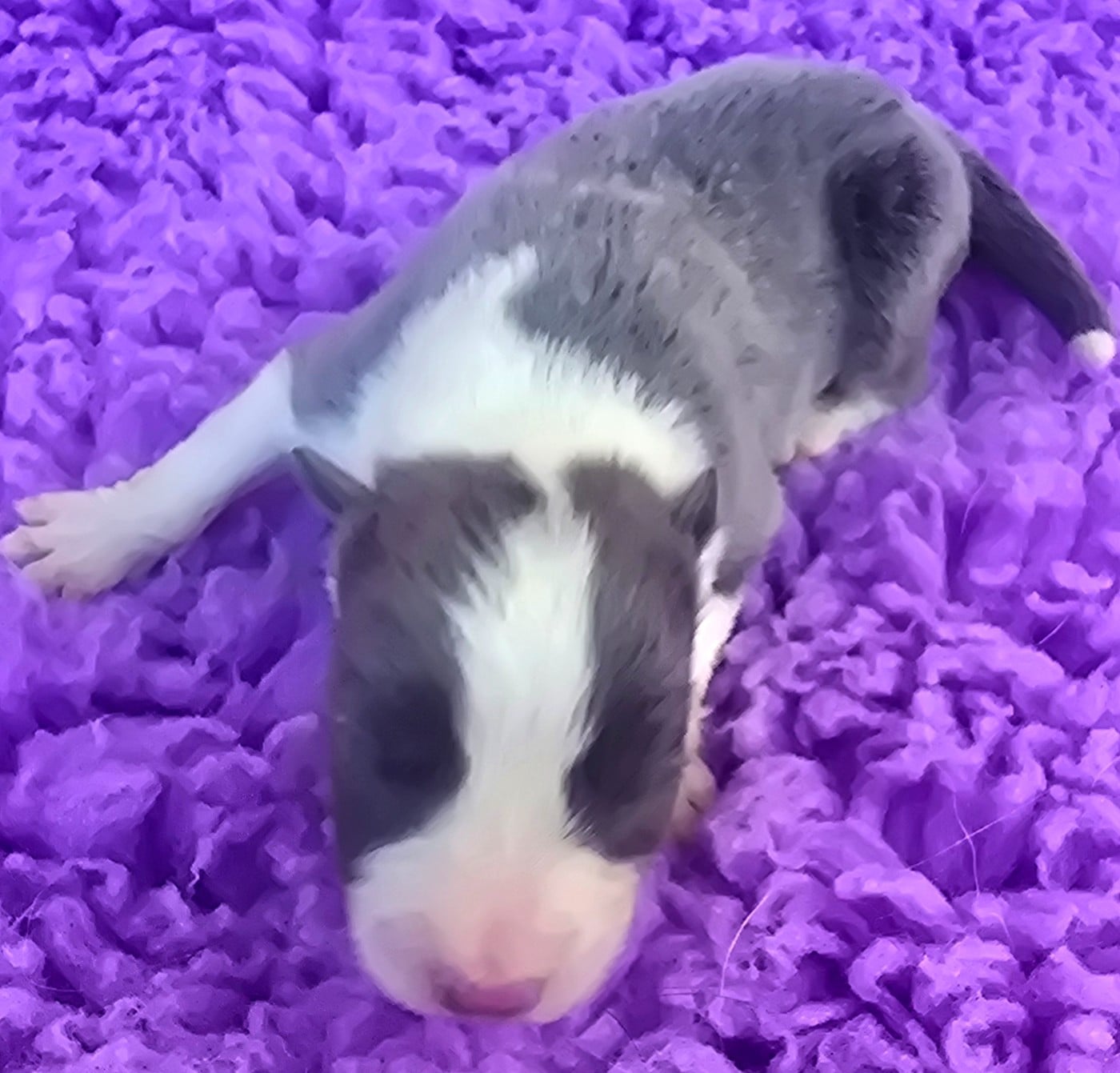 - CHIOT 5 FEMELLE BLEUE ET BLANCHE.