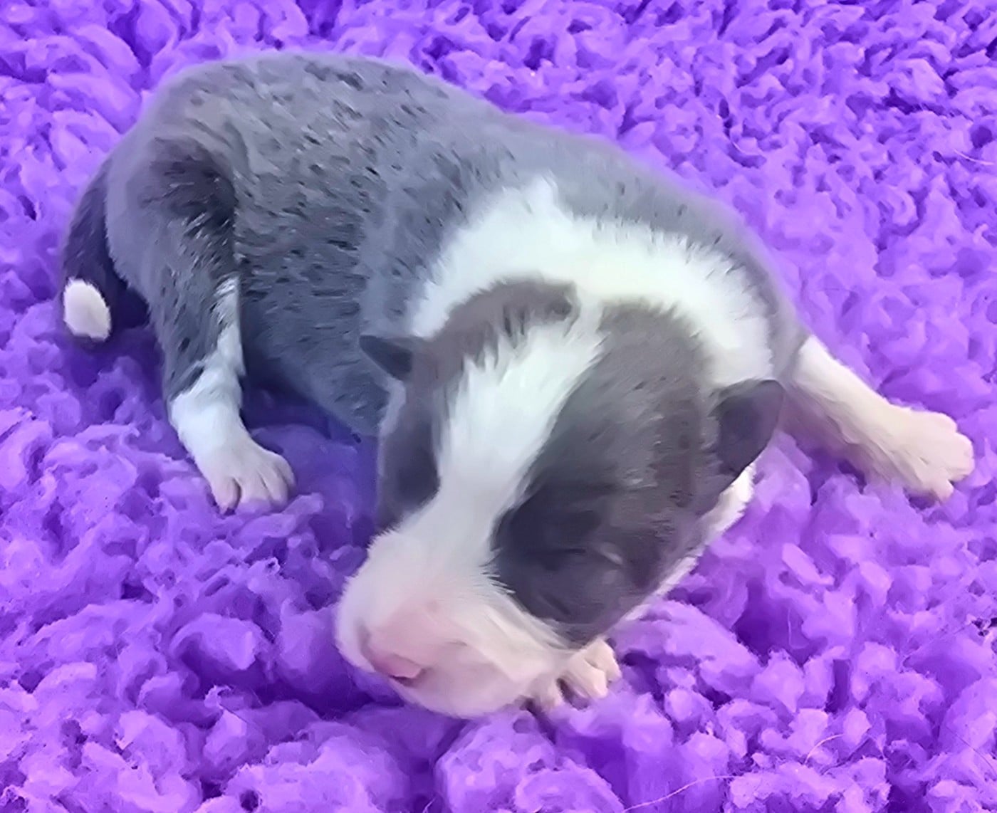 - CHIOT 5 FEMELLE BLEUE ET BLANCHE.