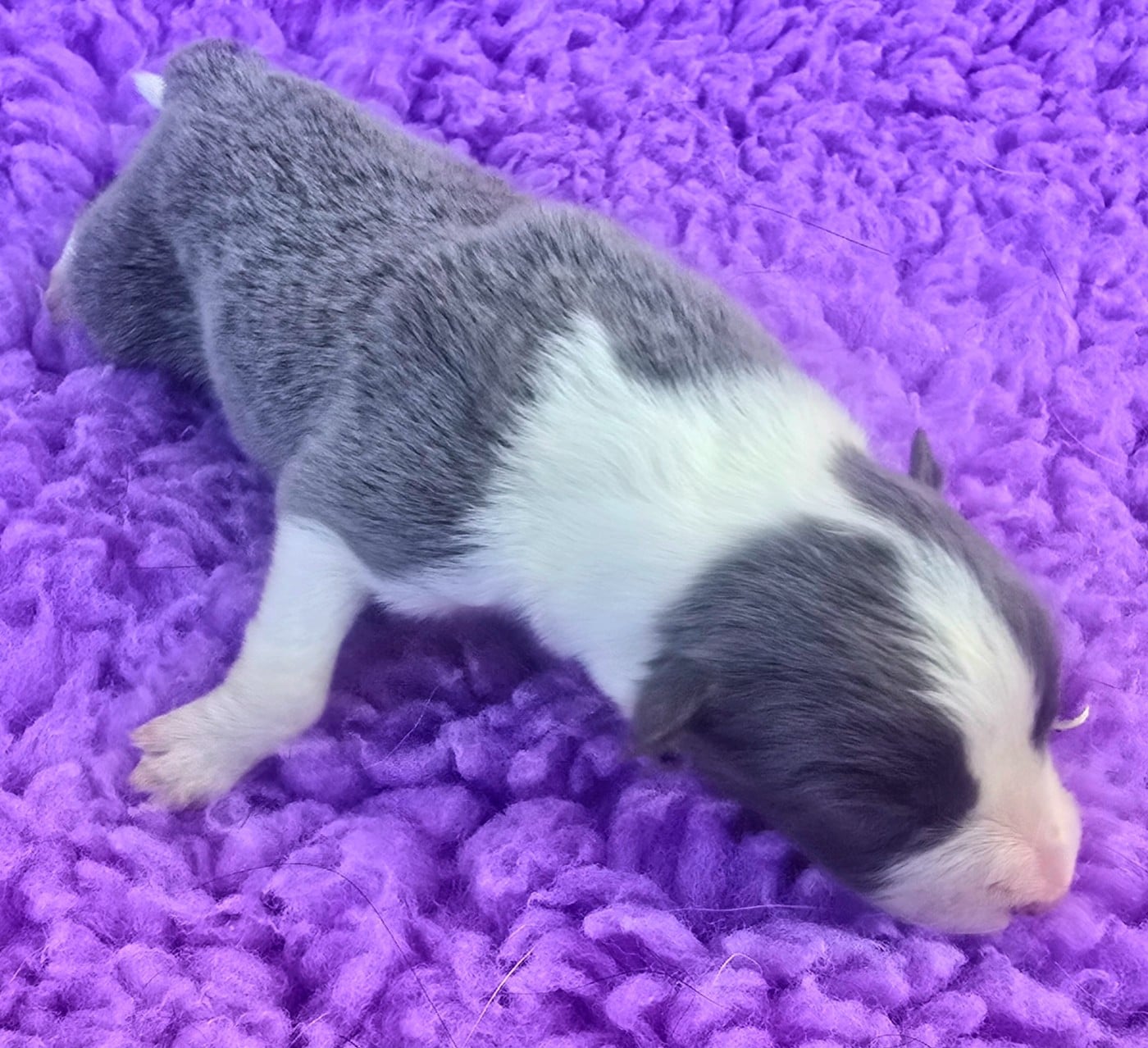 - CHIOT 5 FEMELLE BLEUE ET BLANCHE.