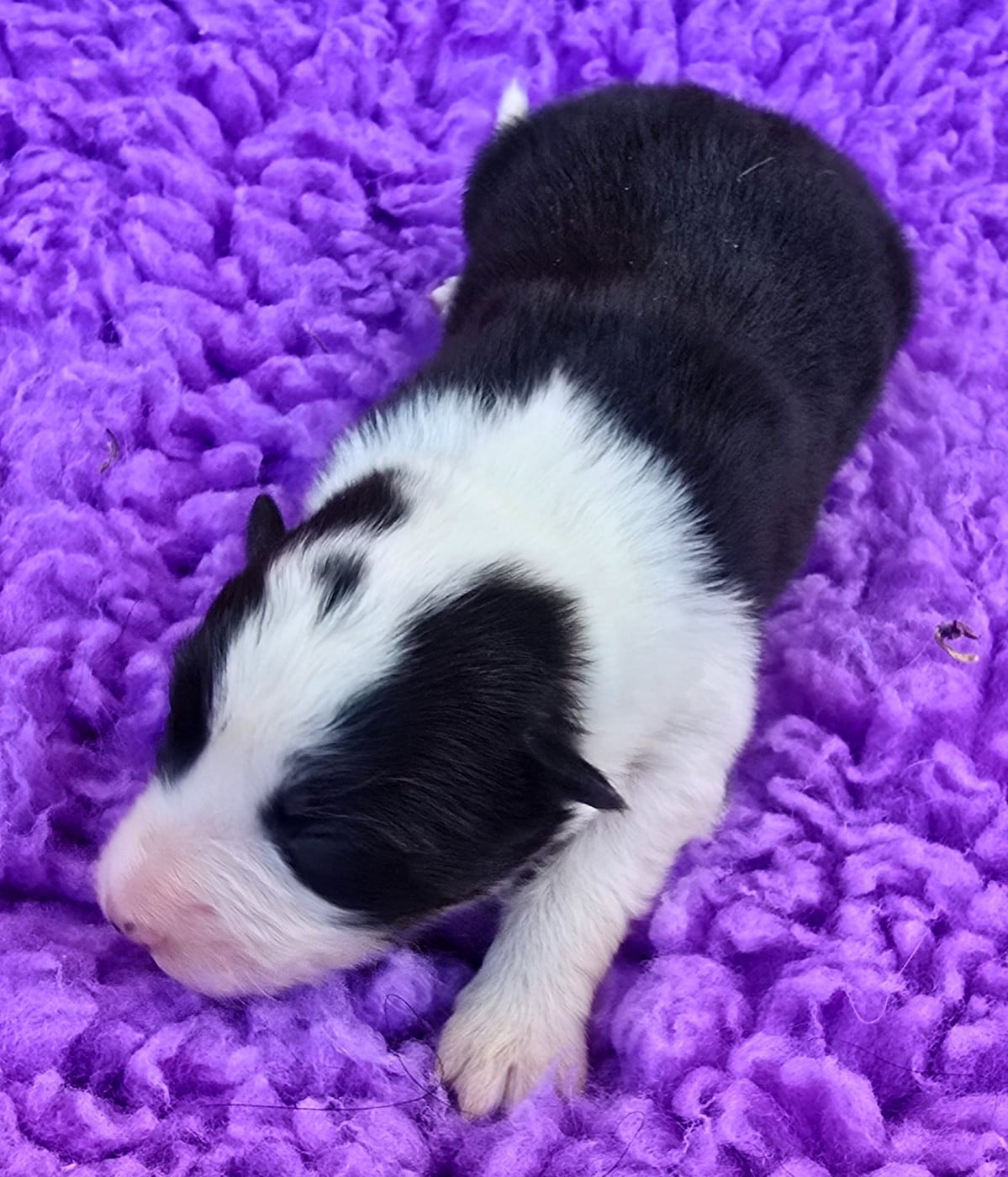 - CHIOT 6 FEMELLE NOIRE ET BLANCHE .