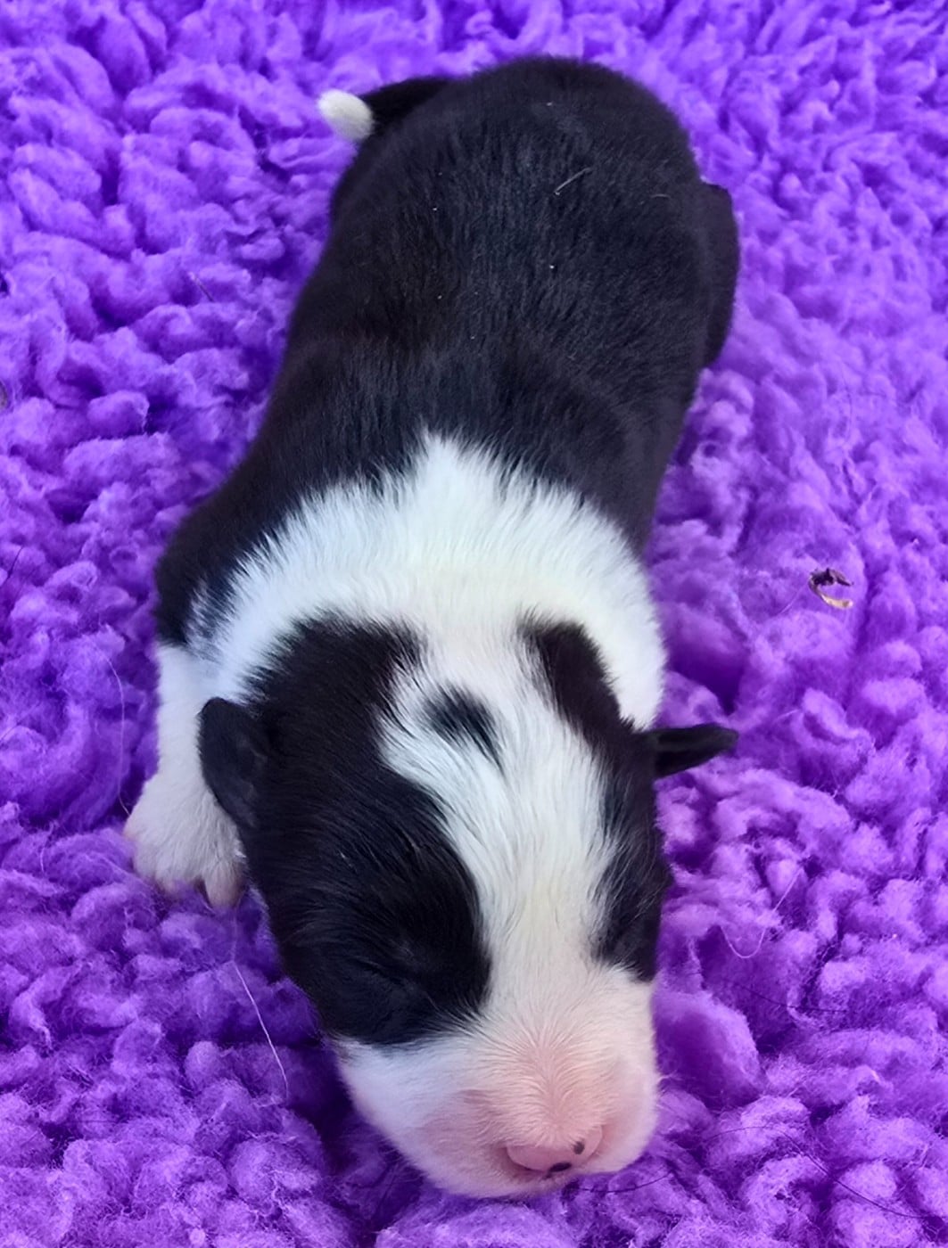 - CHIOT 6 FEMELLE NOIRE ET BLANCHE .