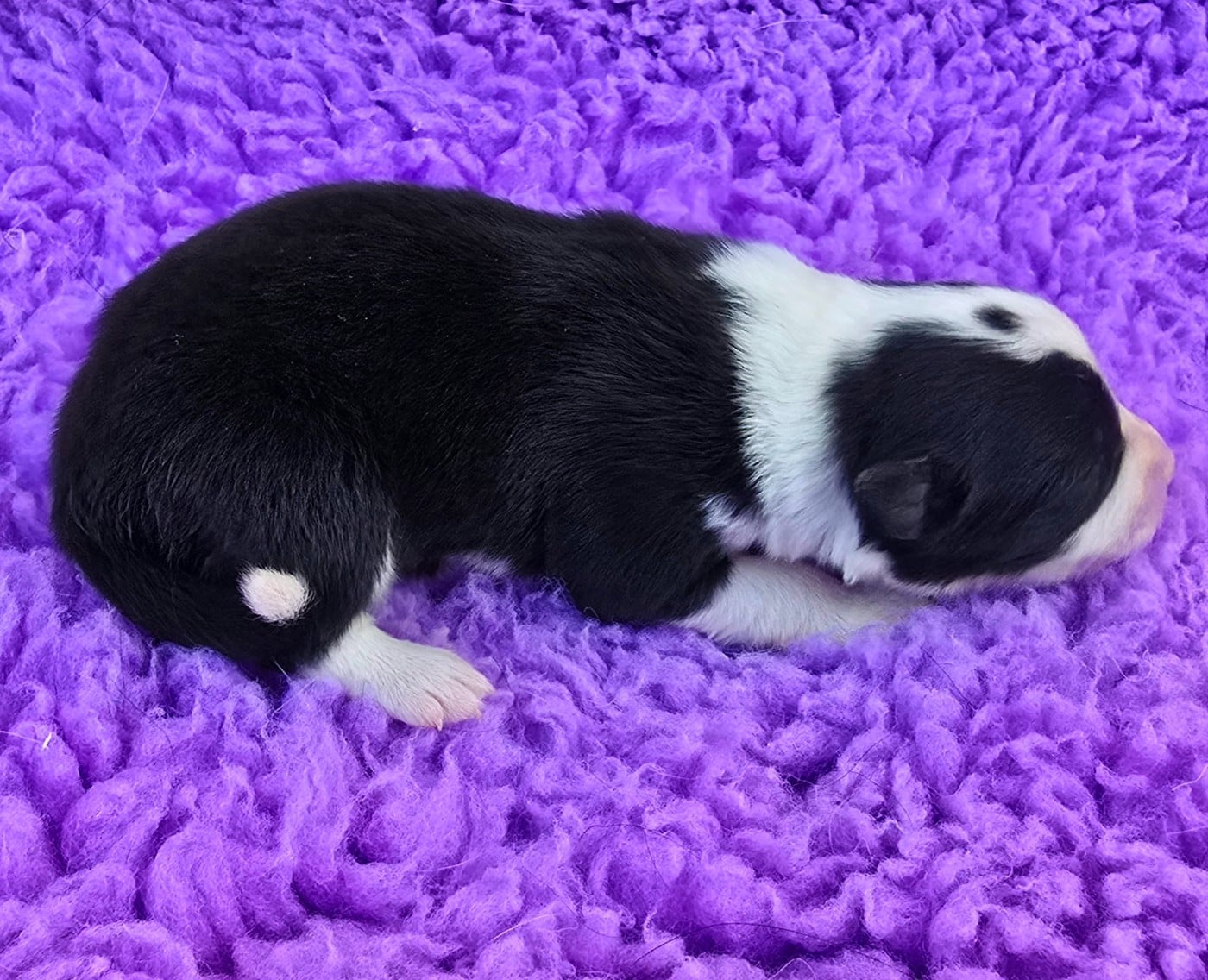 - CHIOT 6 FEMELLE NOIRE ET BLANCHE .